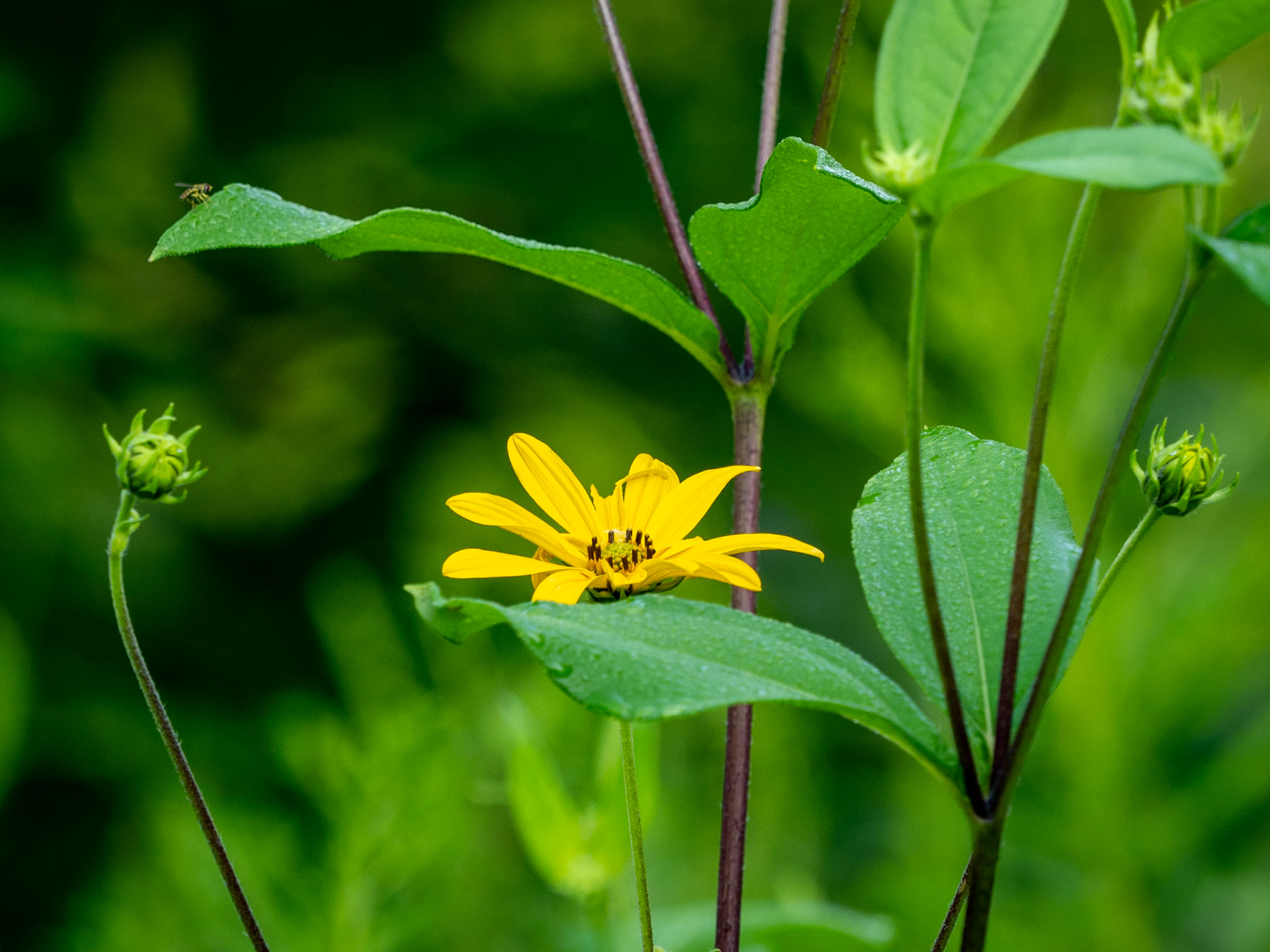woodland sunflower
