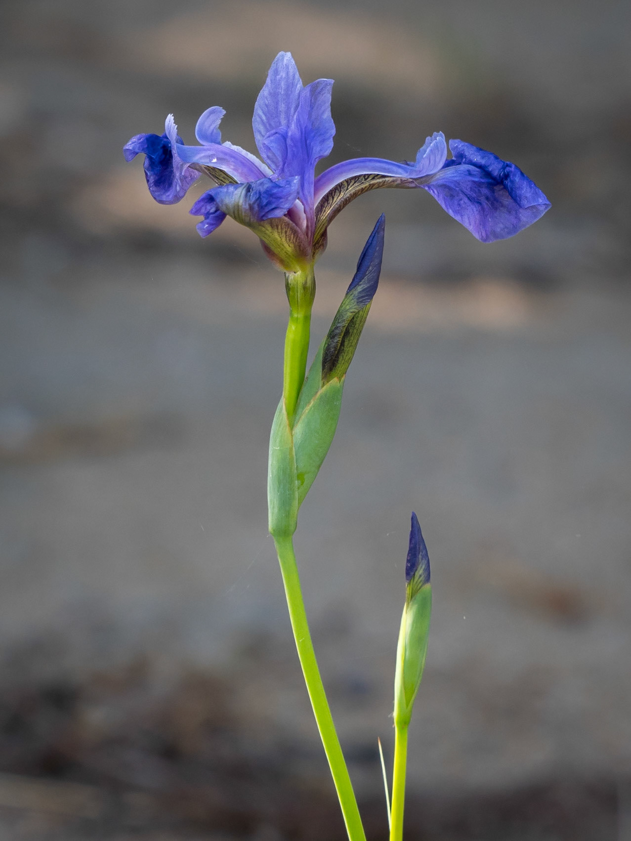 Blue flag
