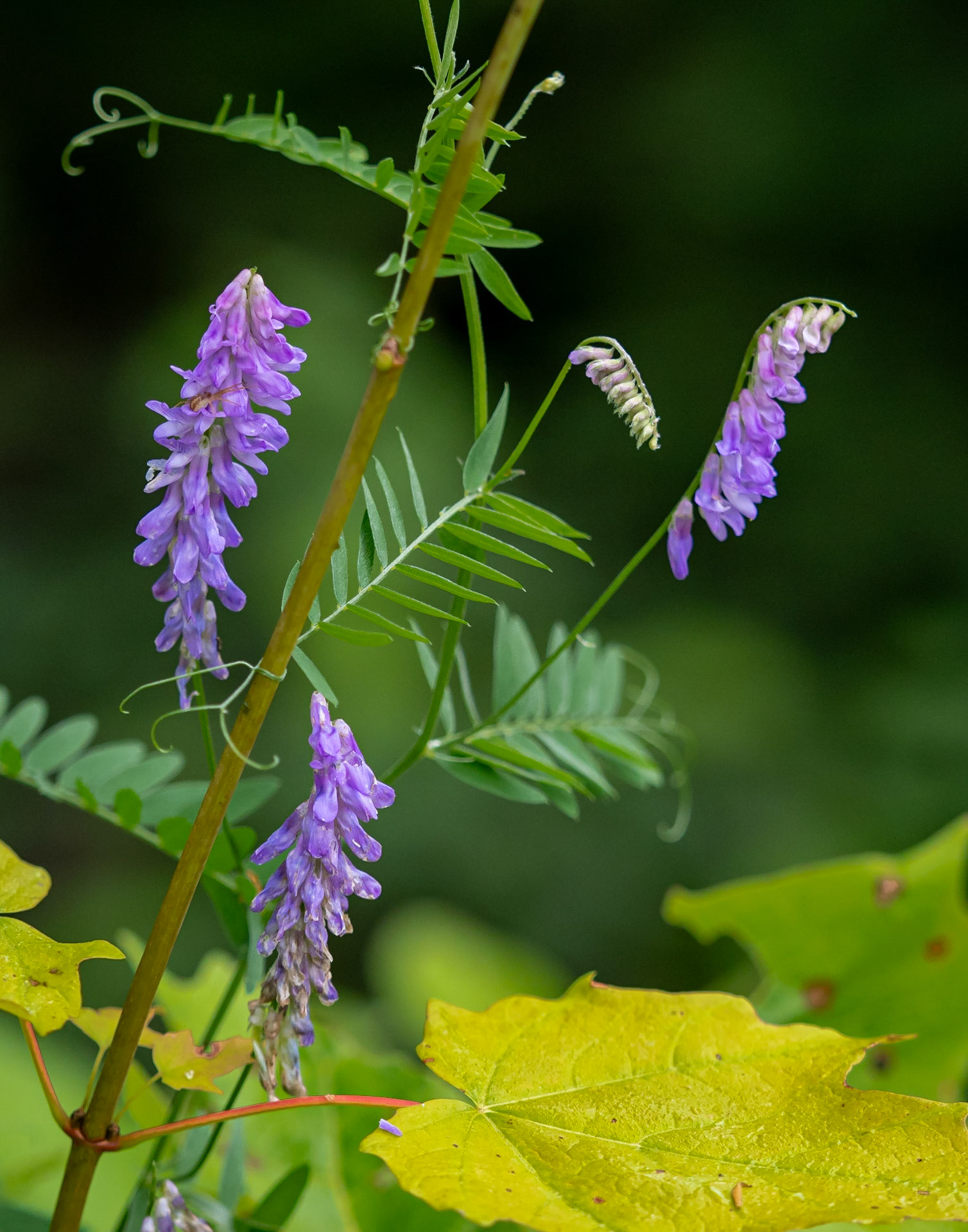 Tufted Vetch
