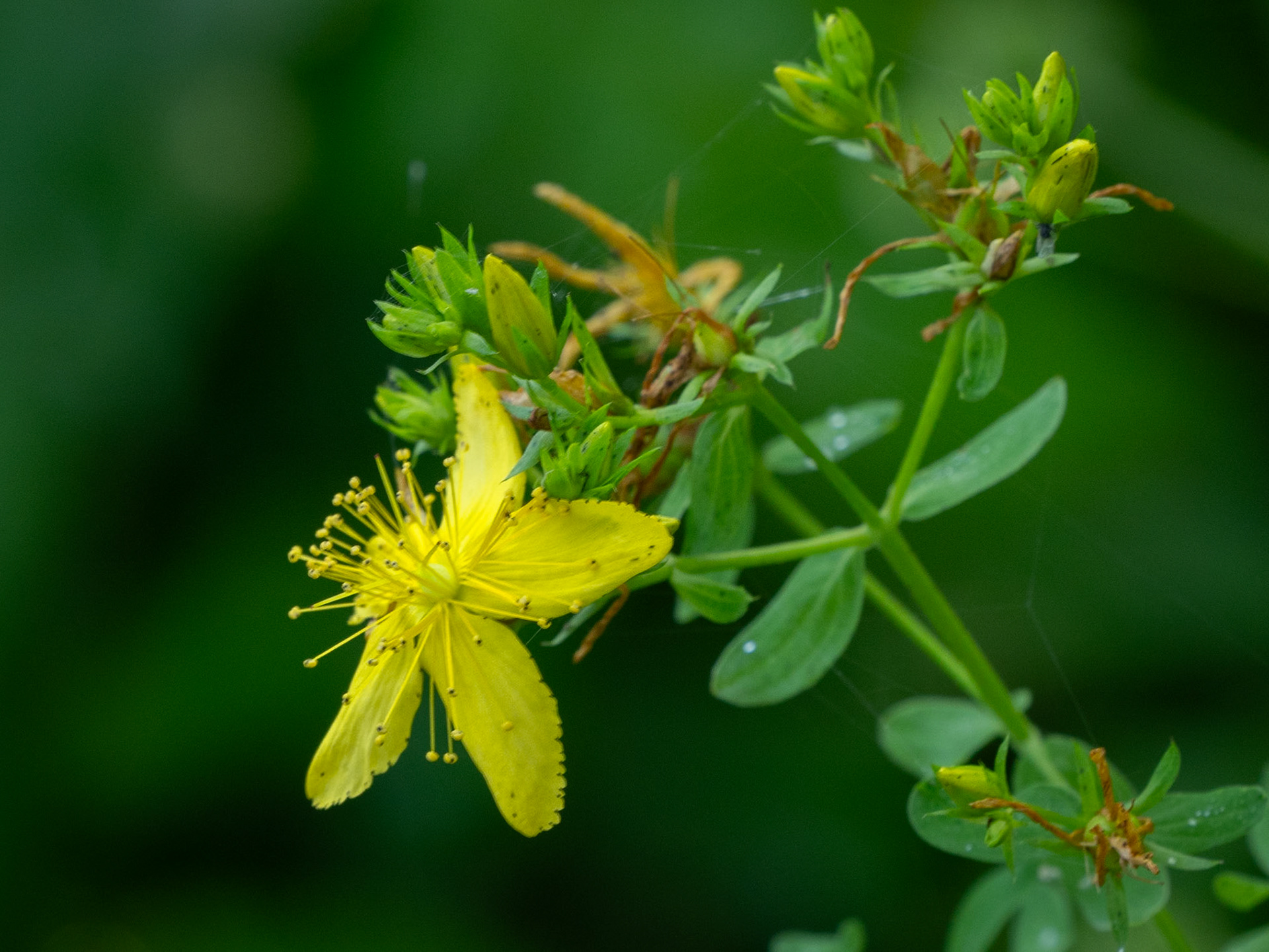 St John's wort