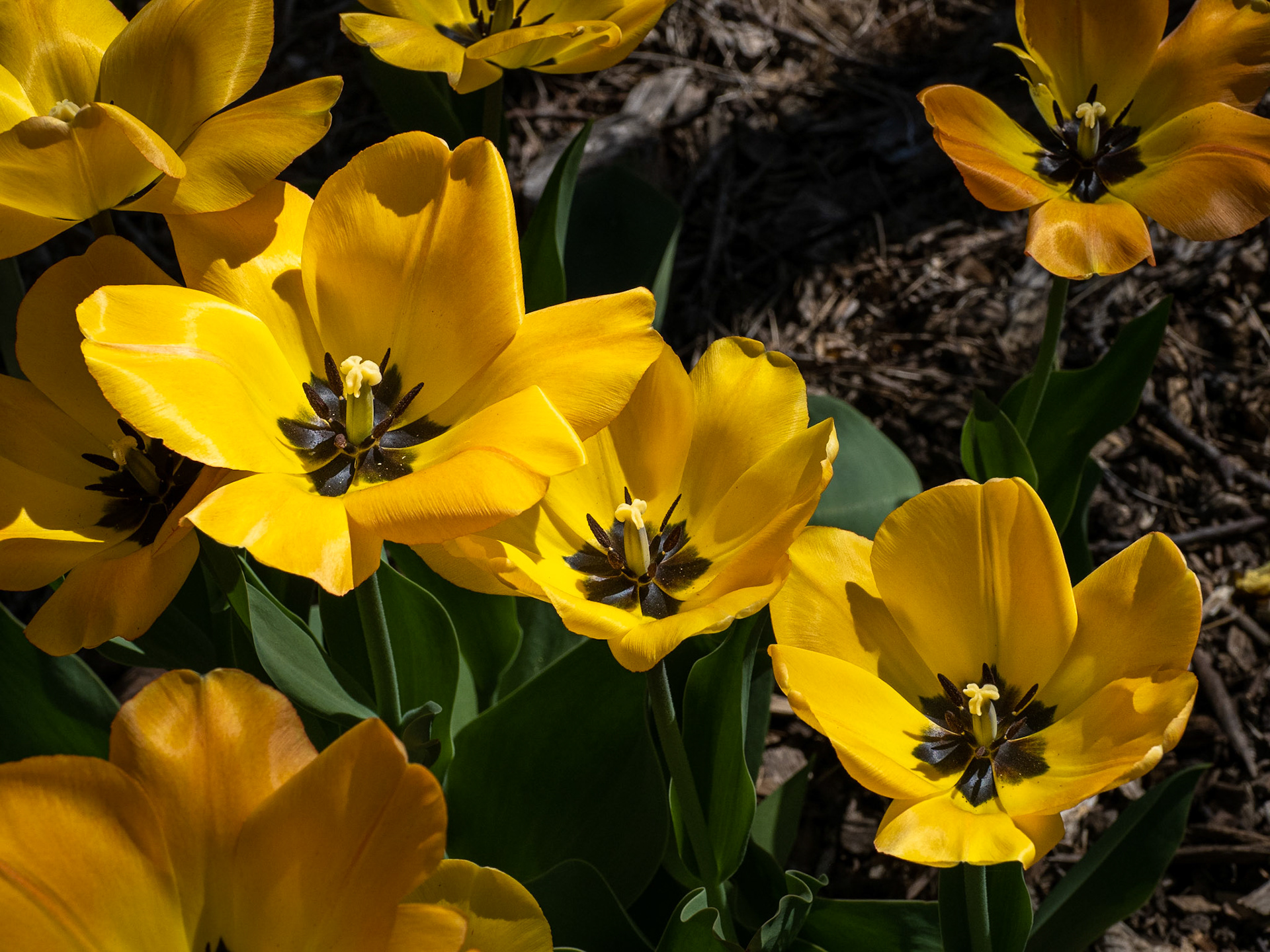 tulips