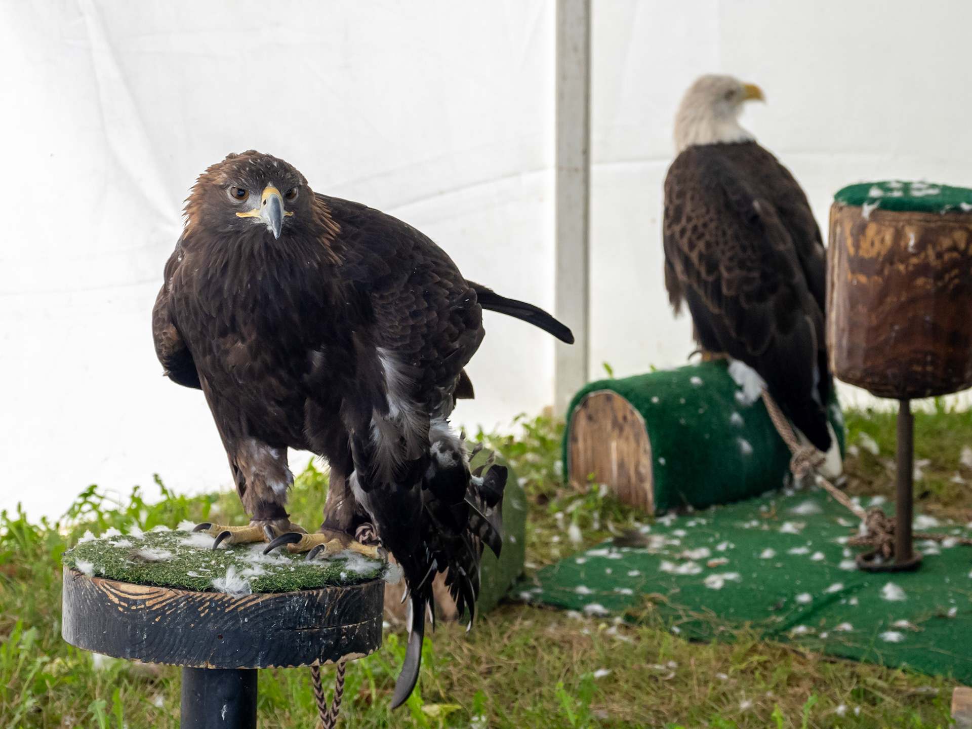 Golden and bald eagles