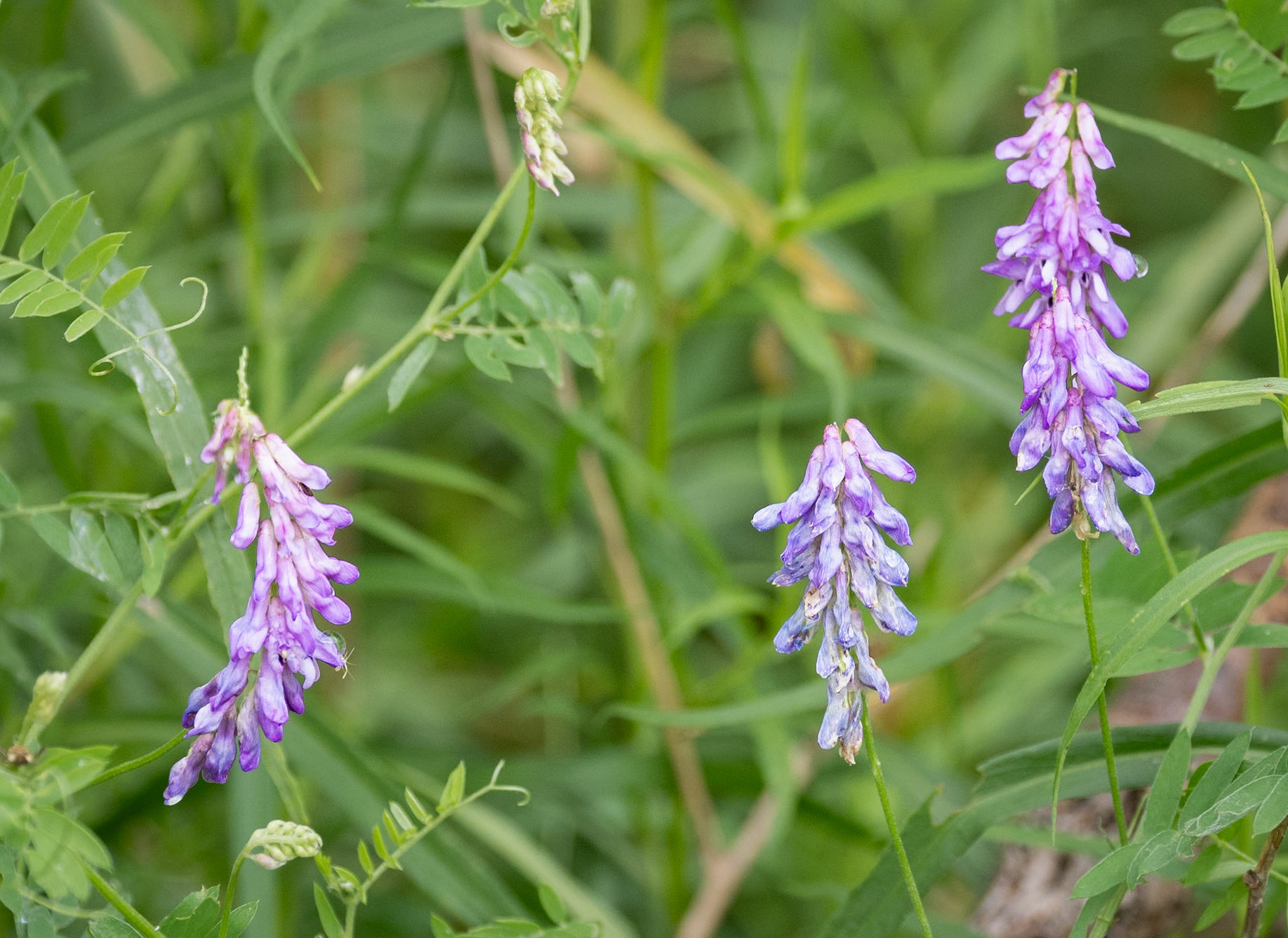tufted vetch