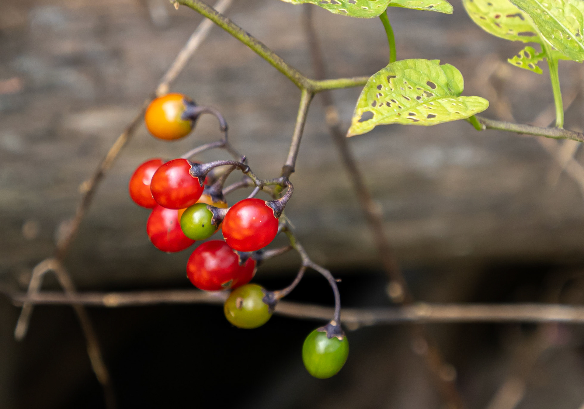Climbing nightshade