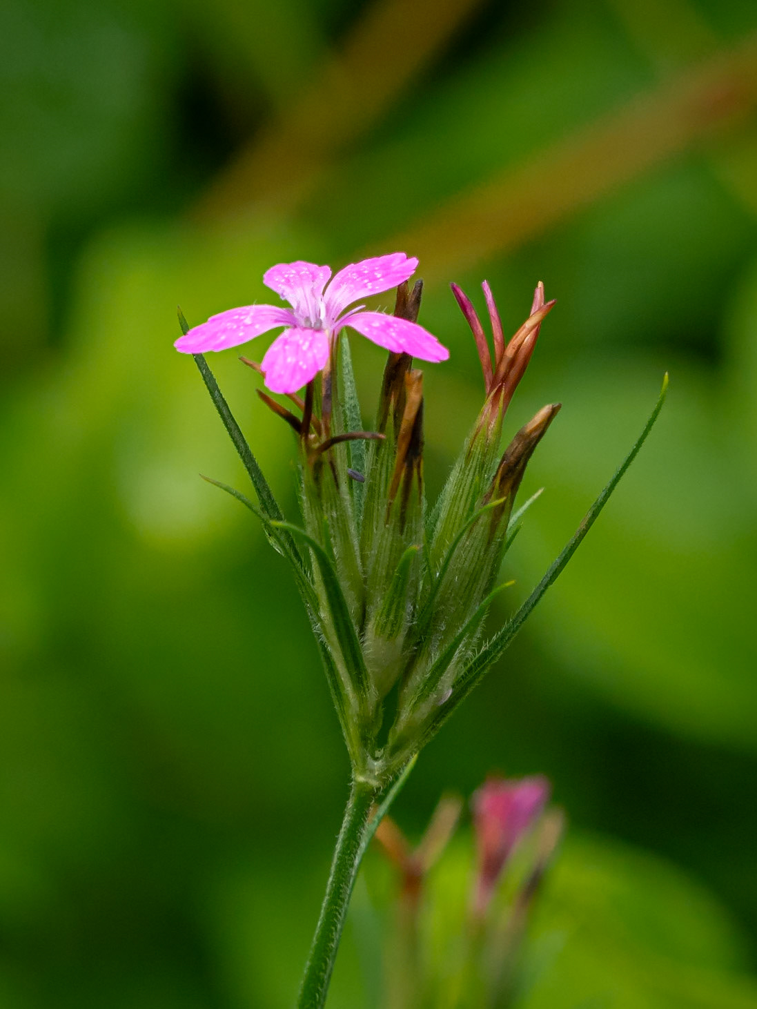 mountain pink