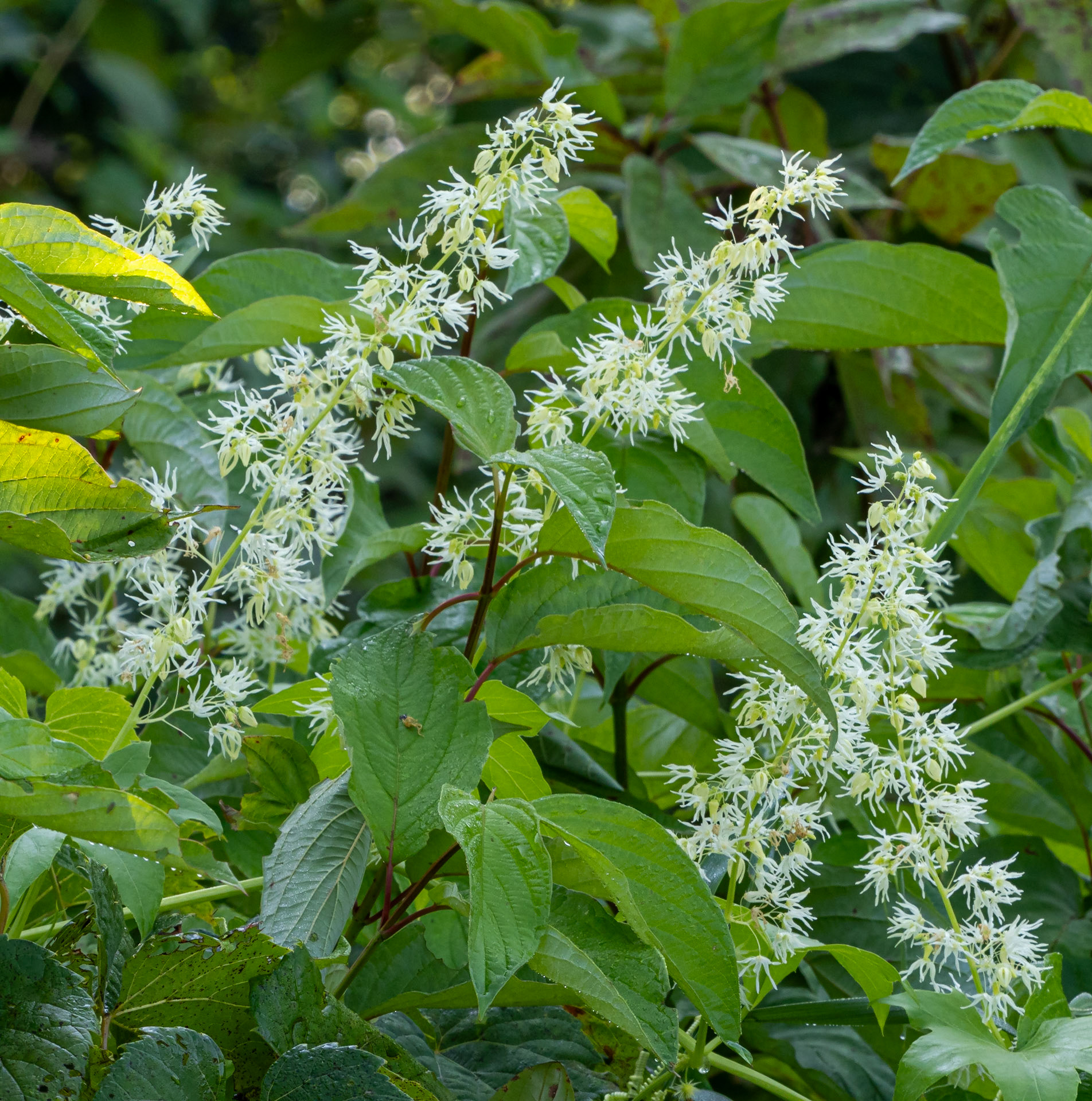 Wild cucumber