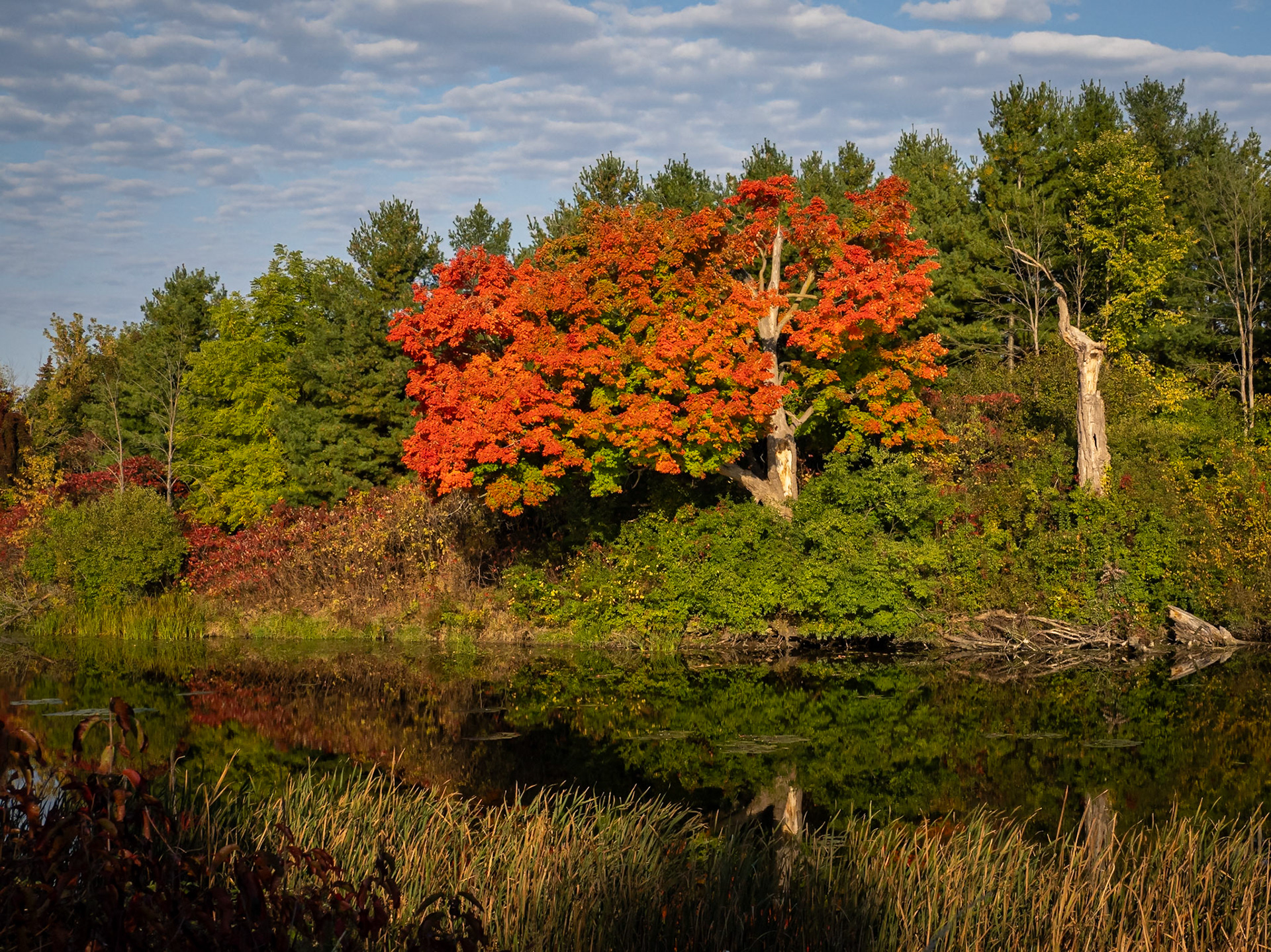 maple tree