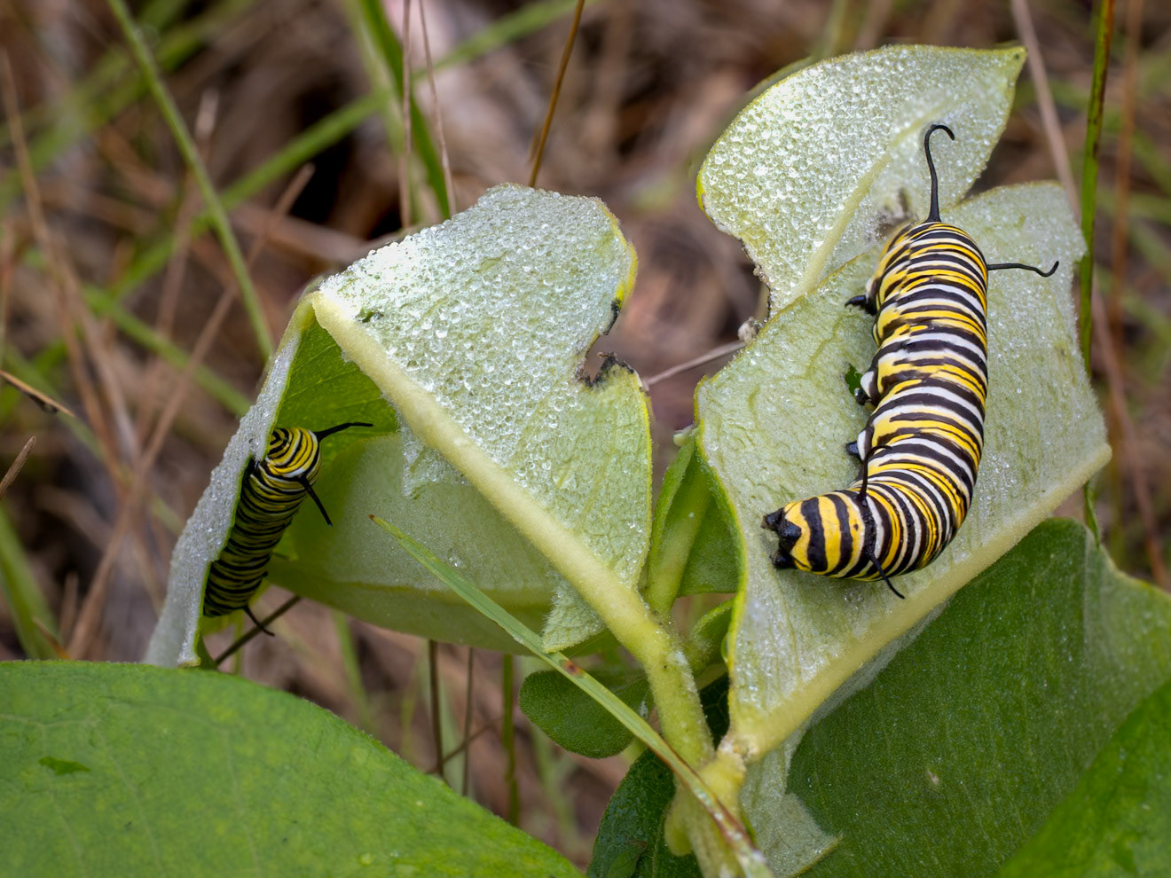 monarch butterfly caterpillar