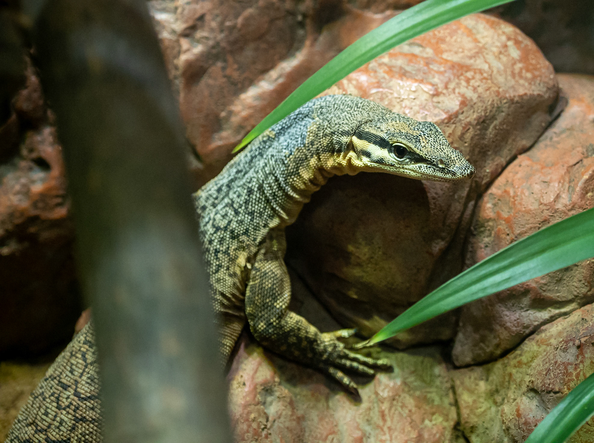 Kimberley rock monitor