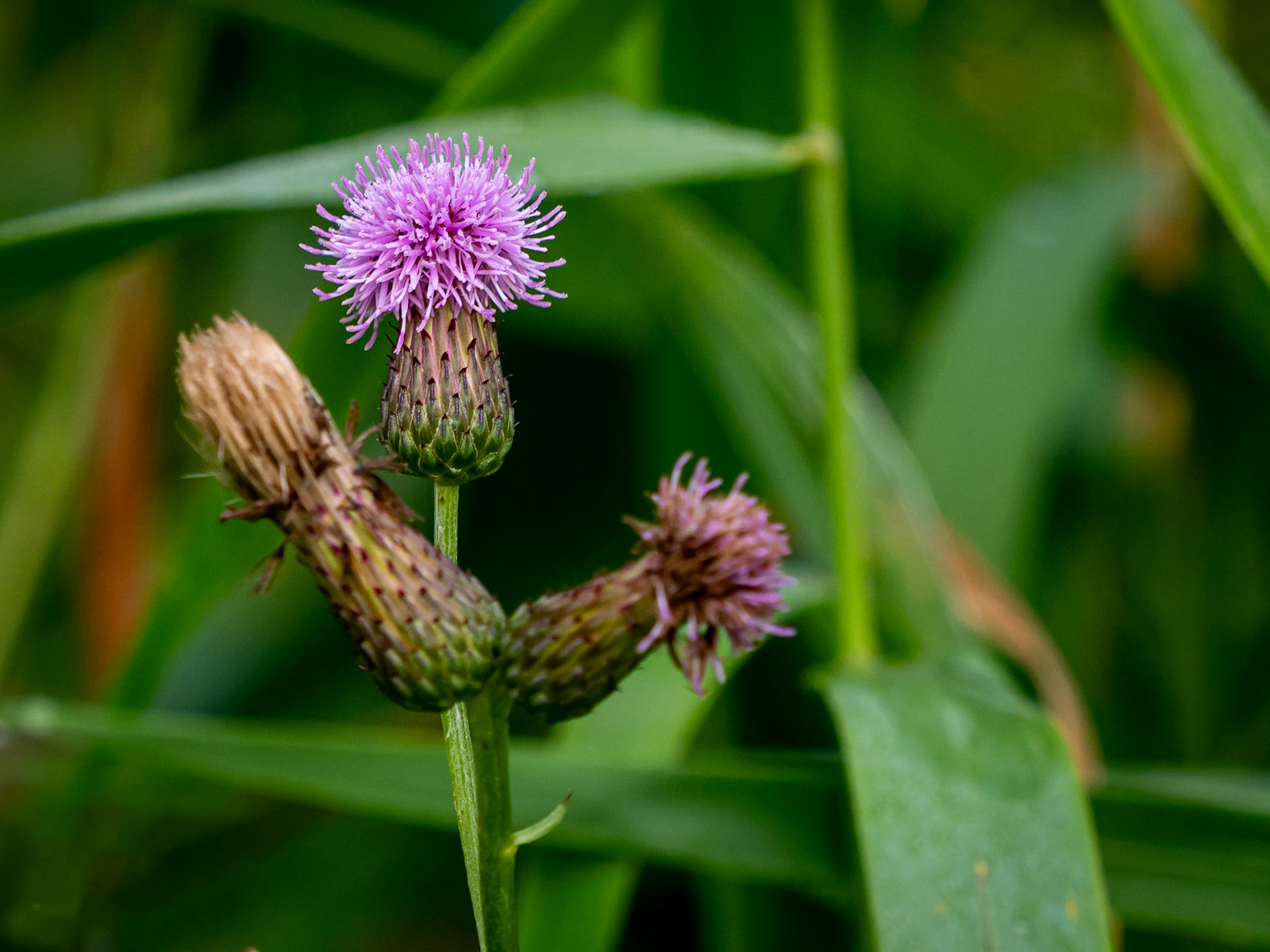 Canada Thistle - also only one