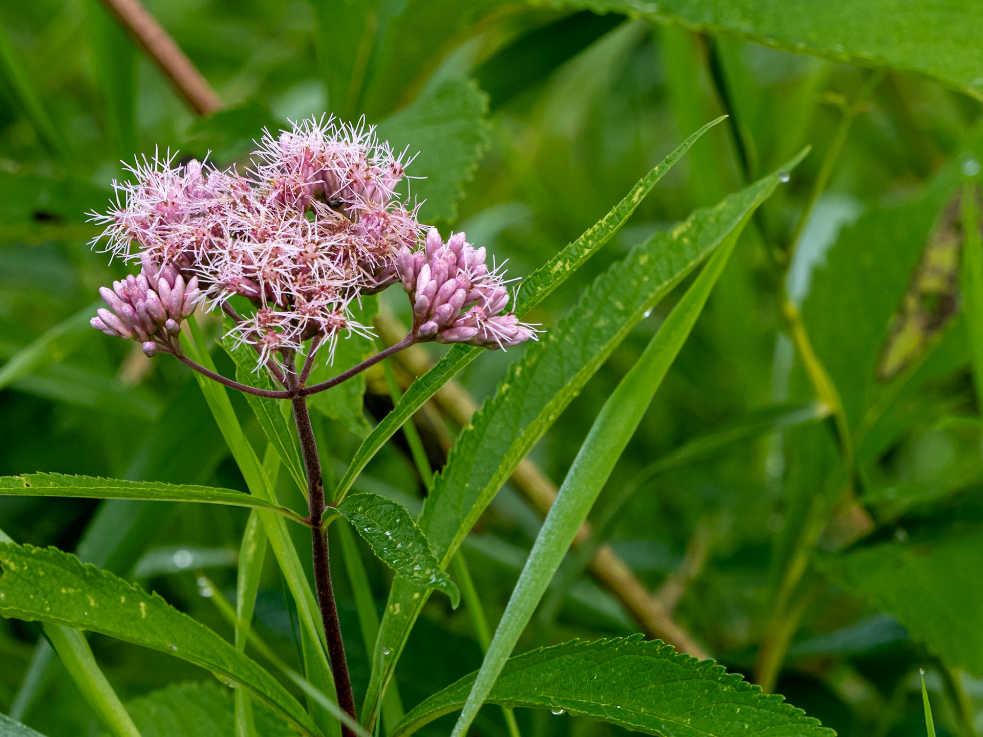 Joe-pye weed