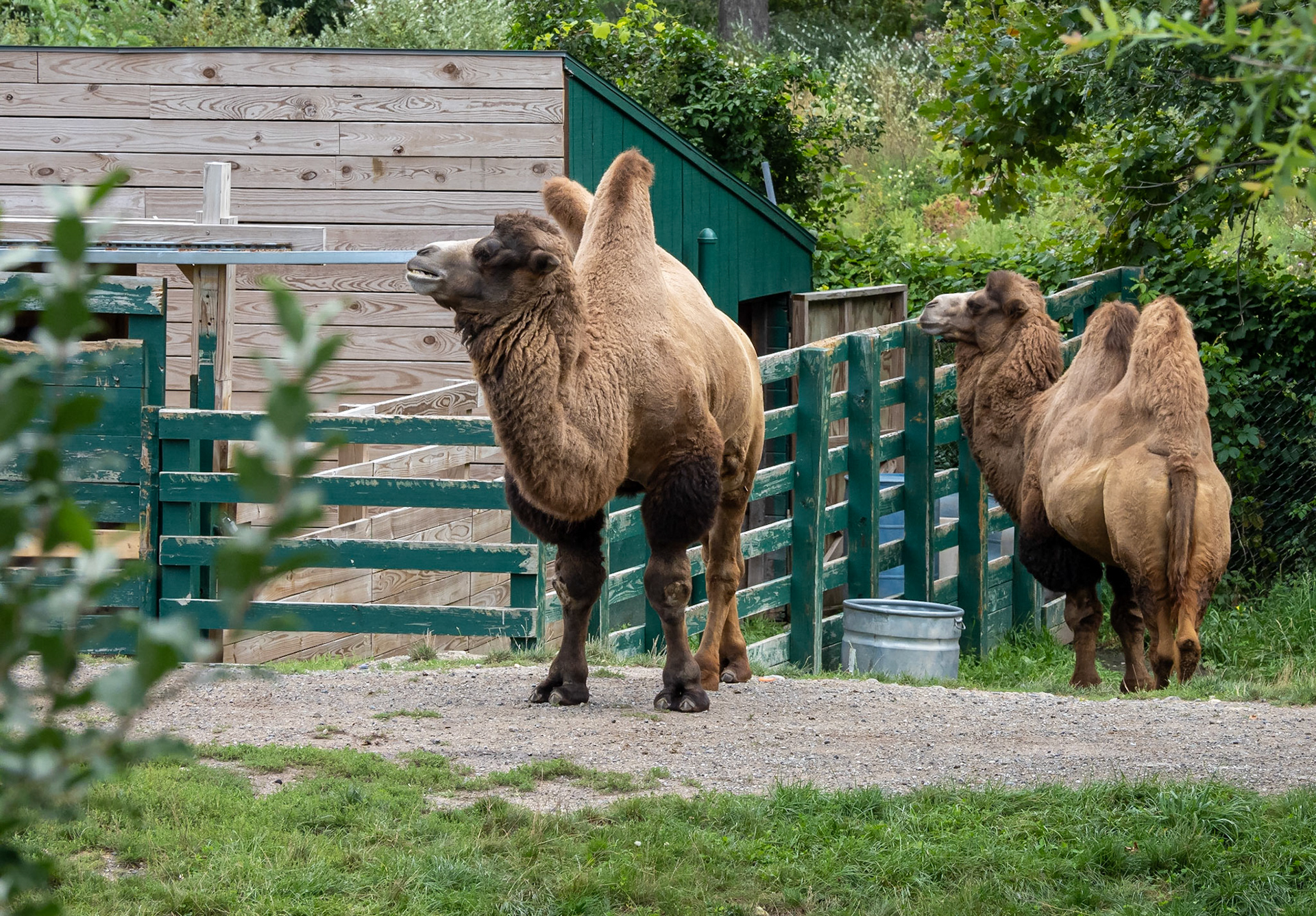camel