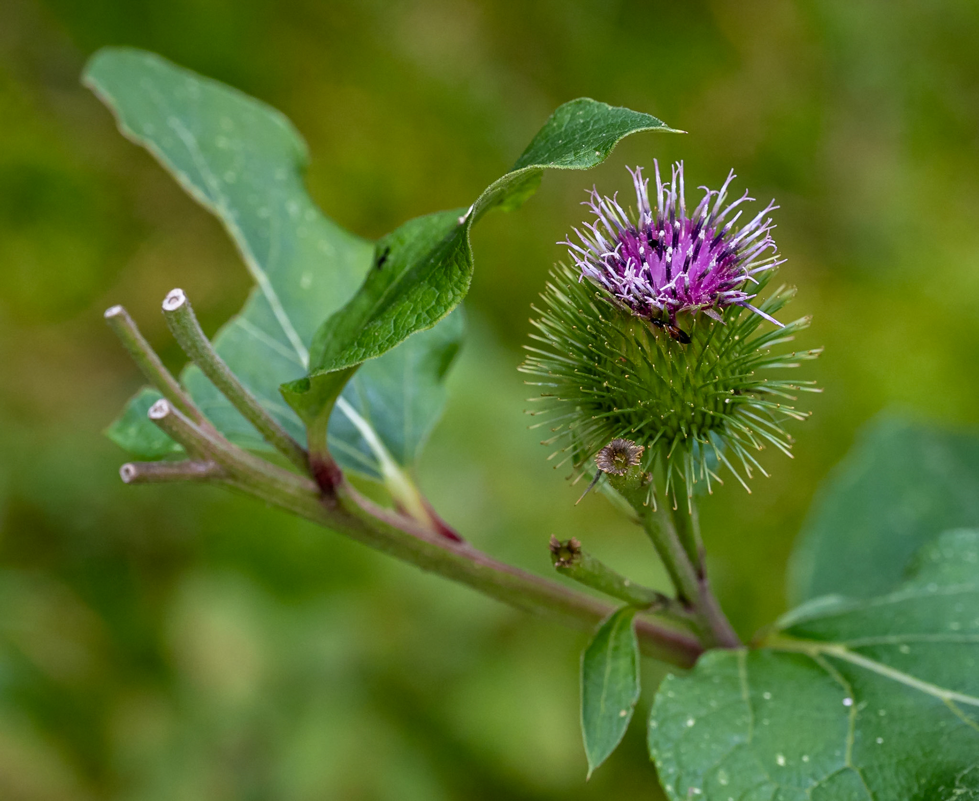 Burdock