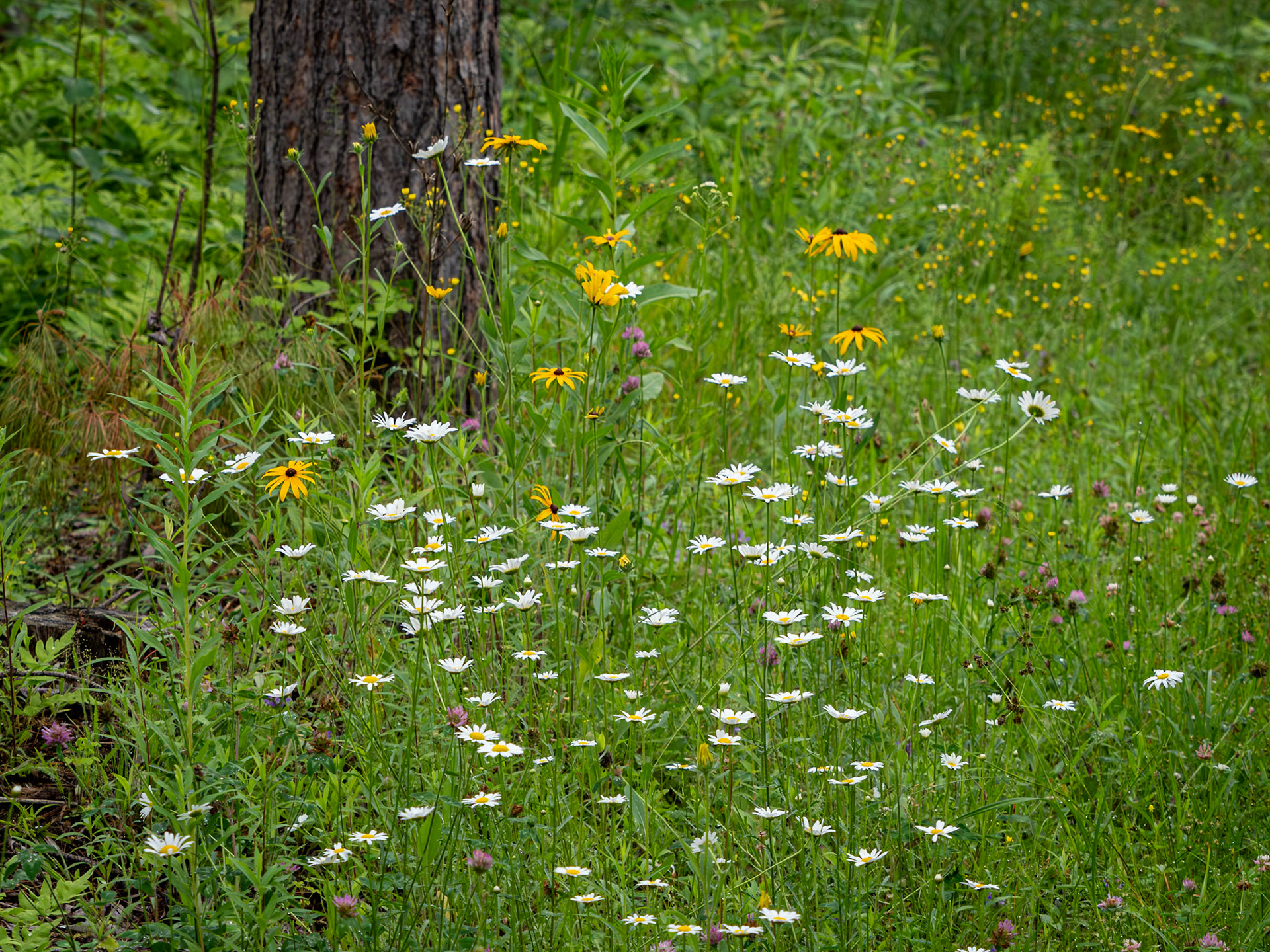 daisies and brown-eyed susans