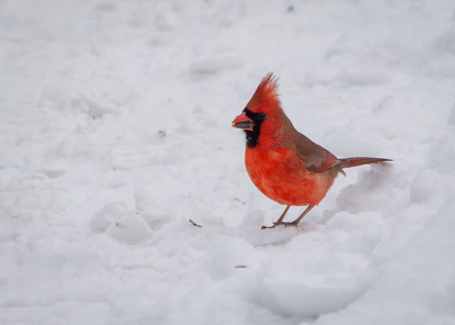 Male northern cardinal