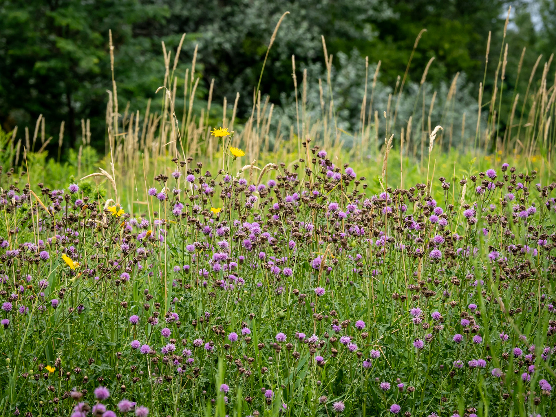 Canada thistle clump