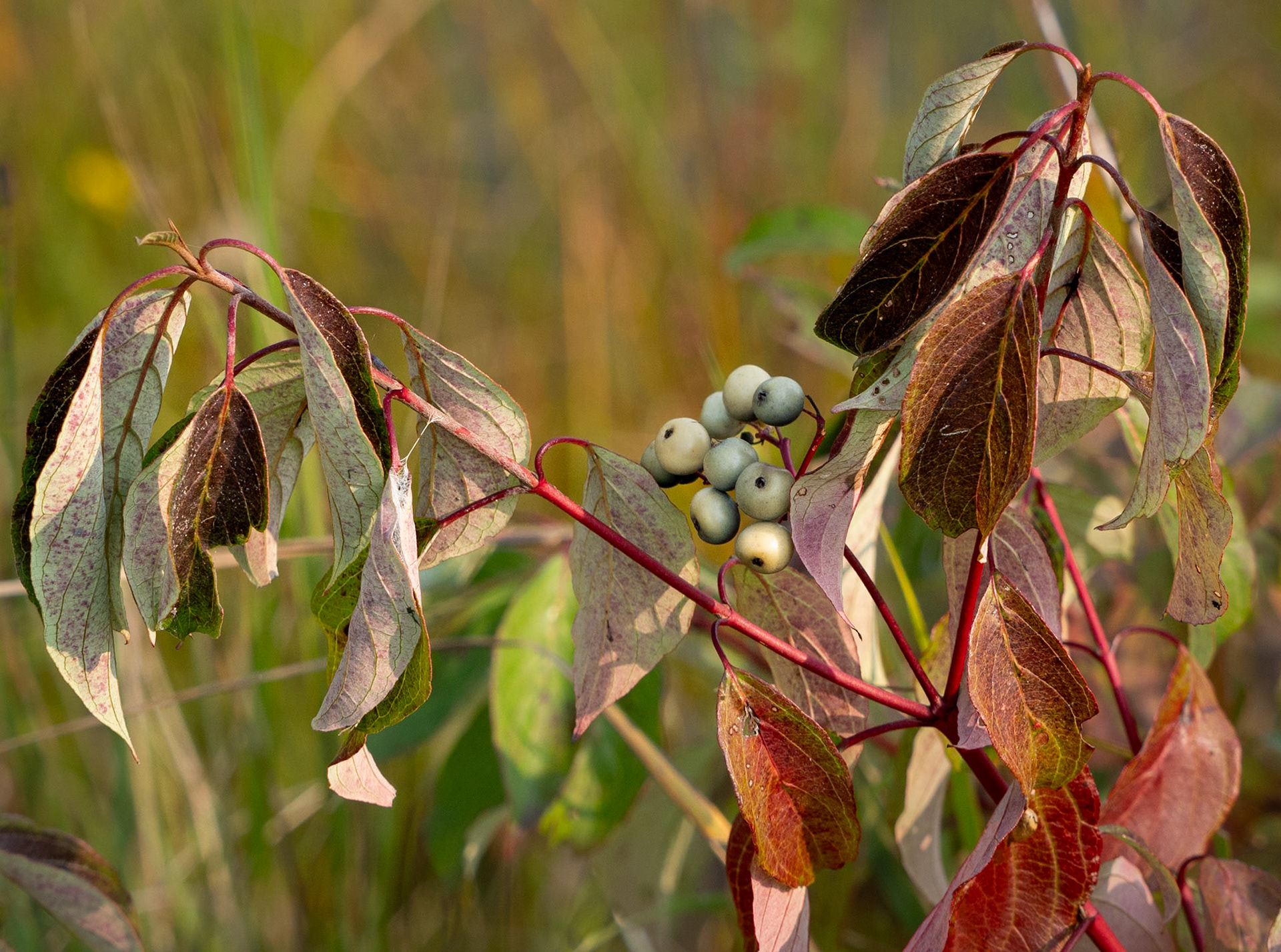 dogwood