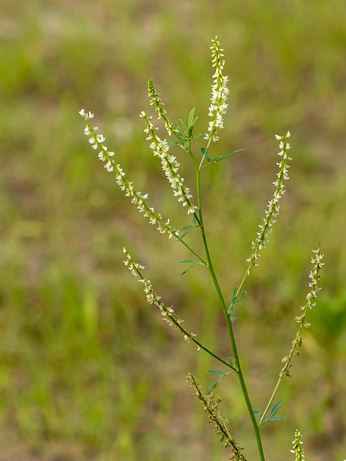 White sweet clover