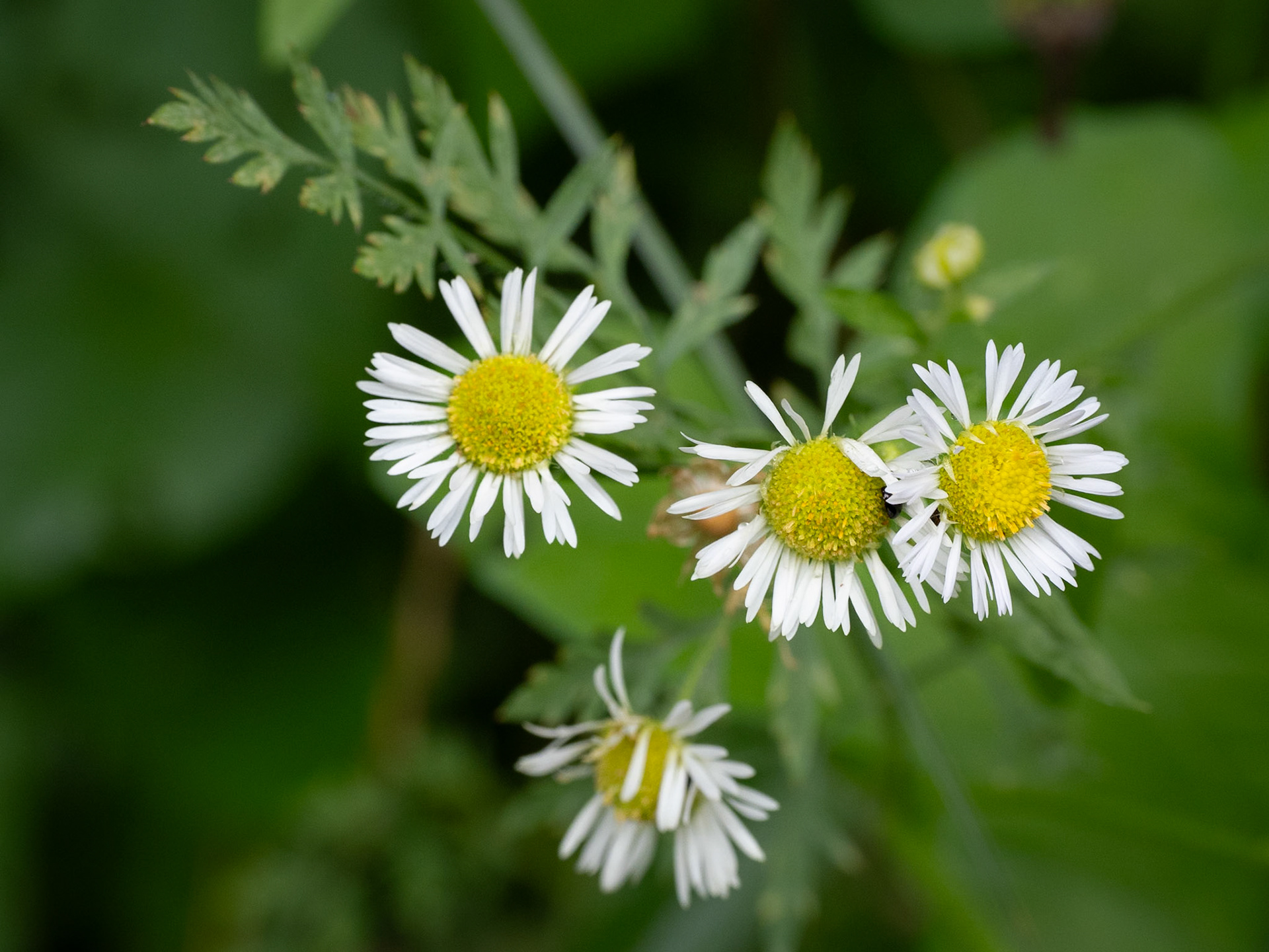 fleabane