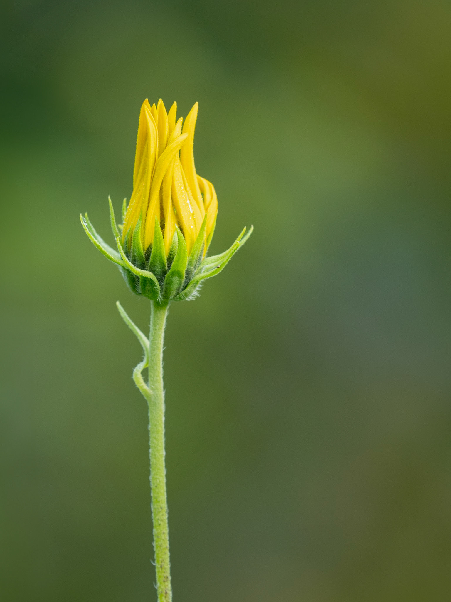 woodland sunflower