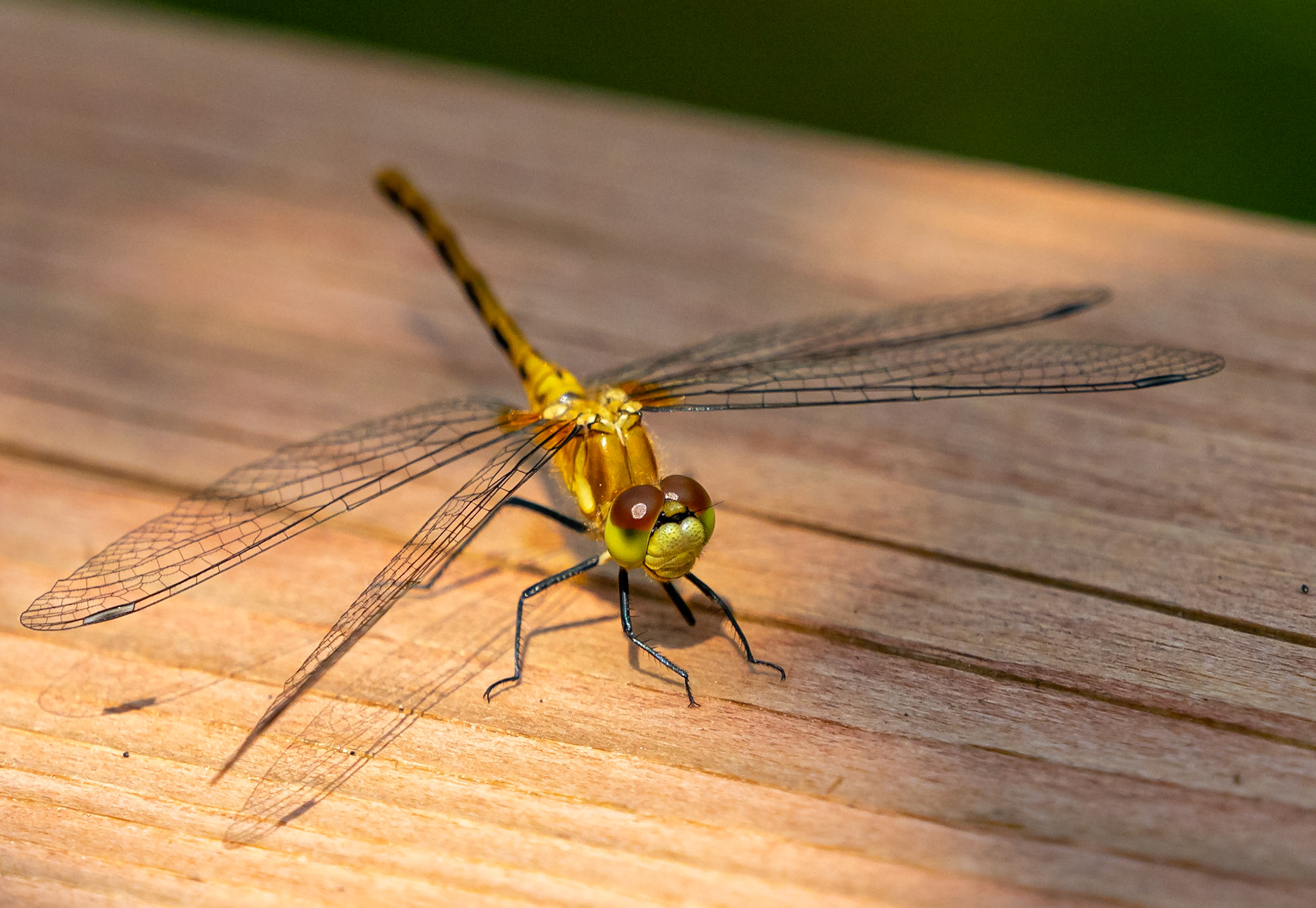 Ruby-faced meadowhawk
