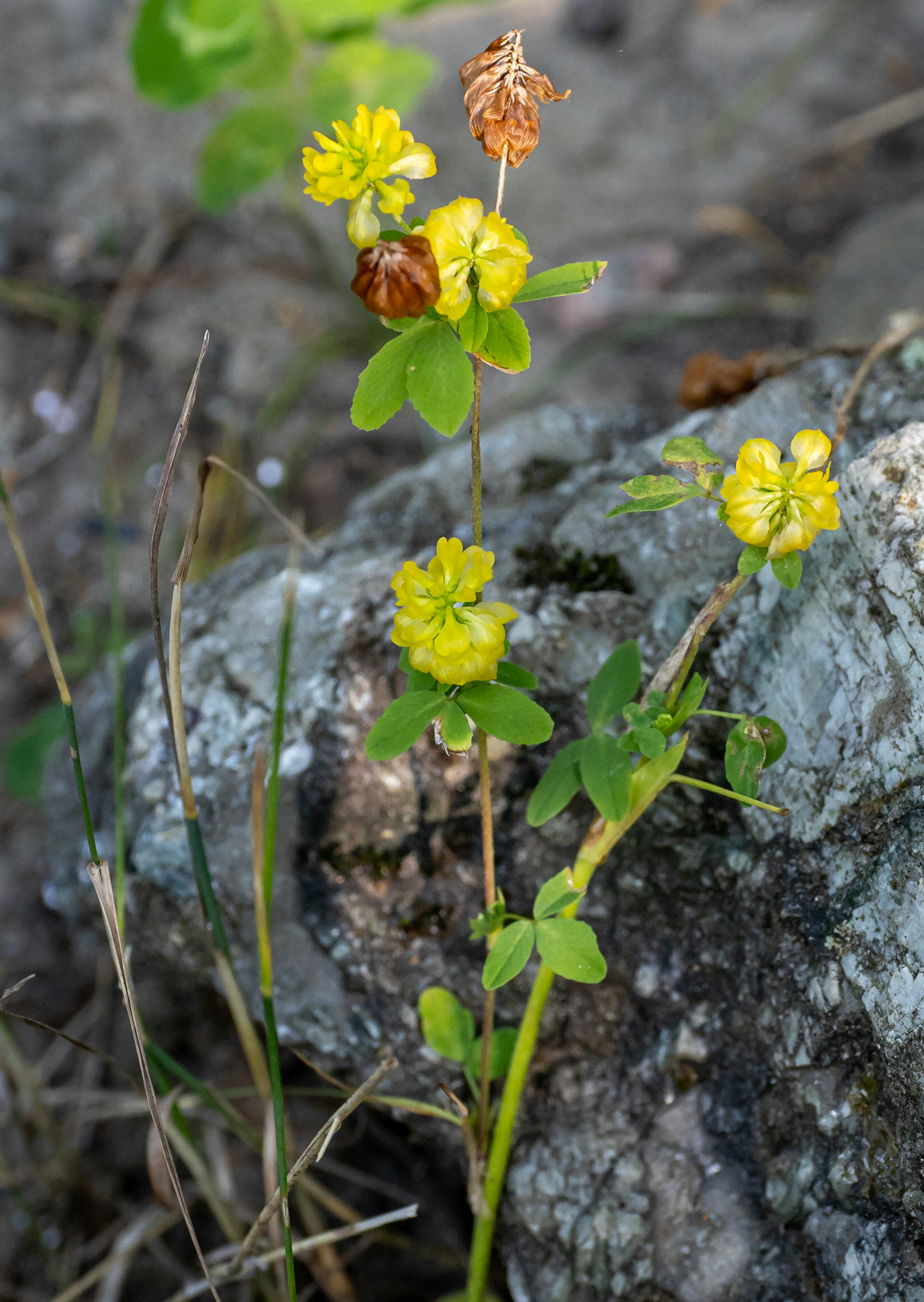 Hop trefoil