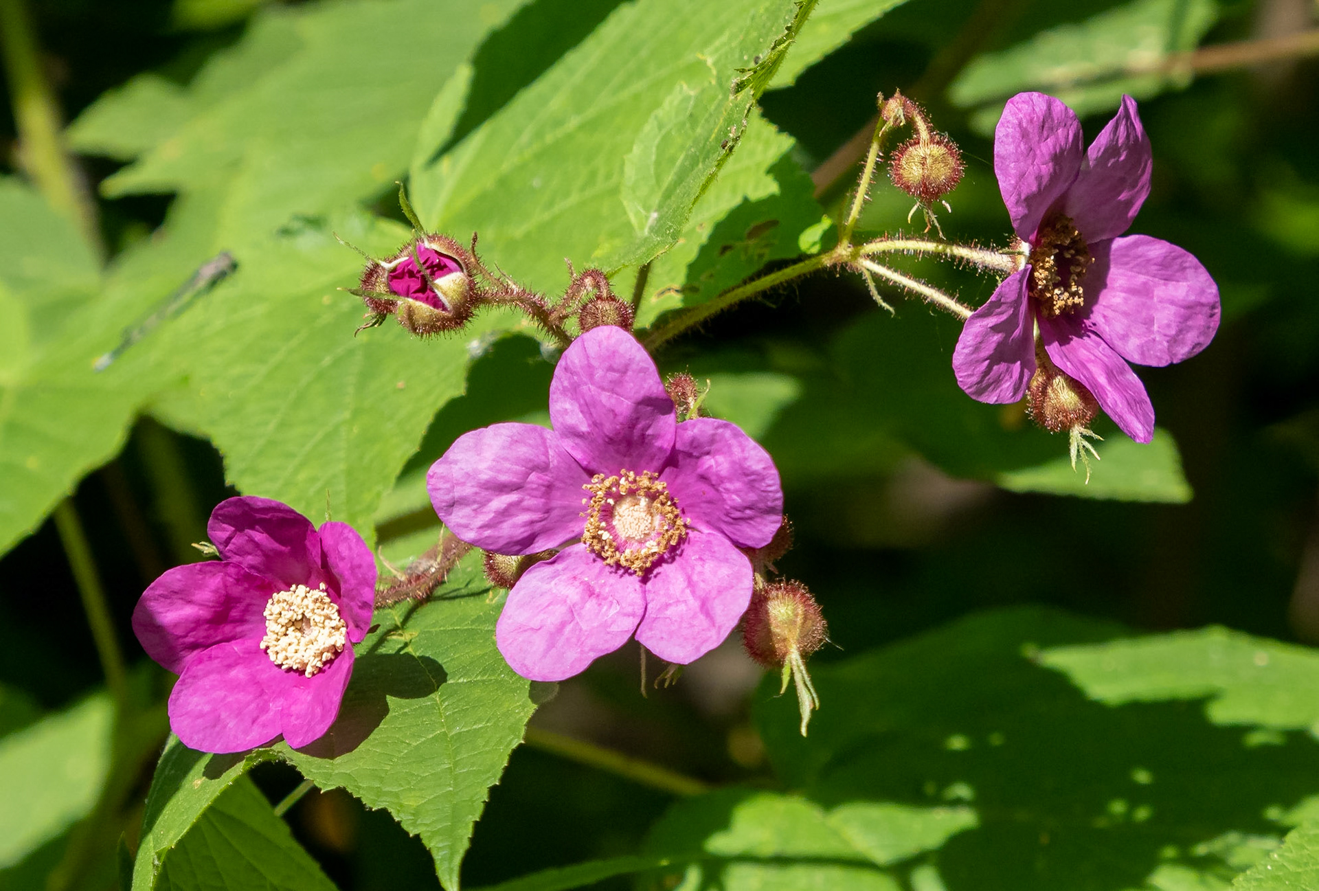 Purple-flowering raspberry