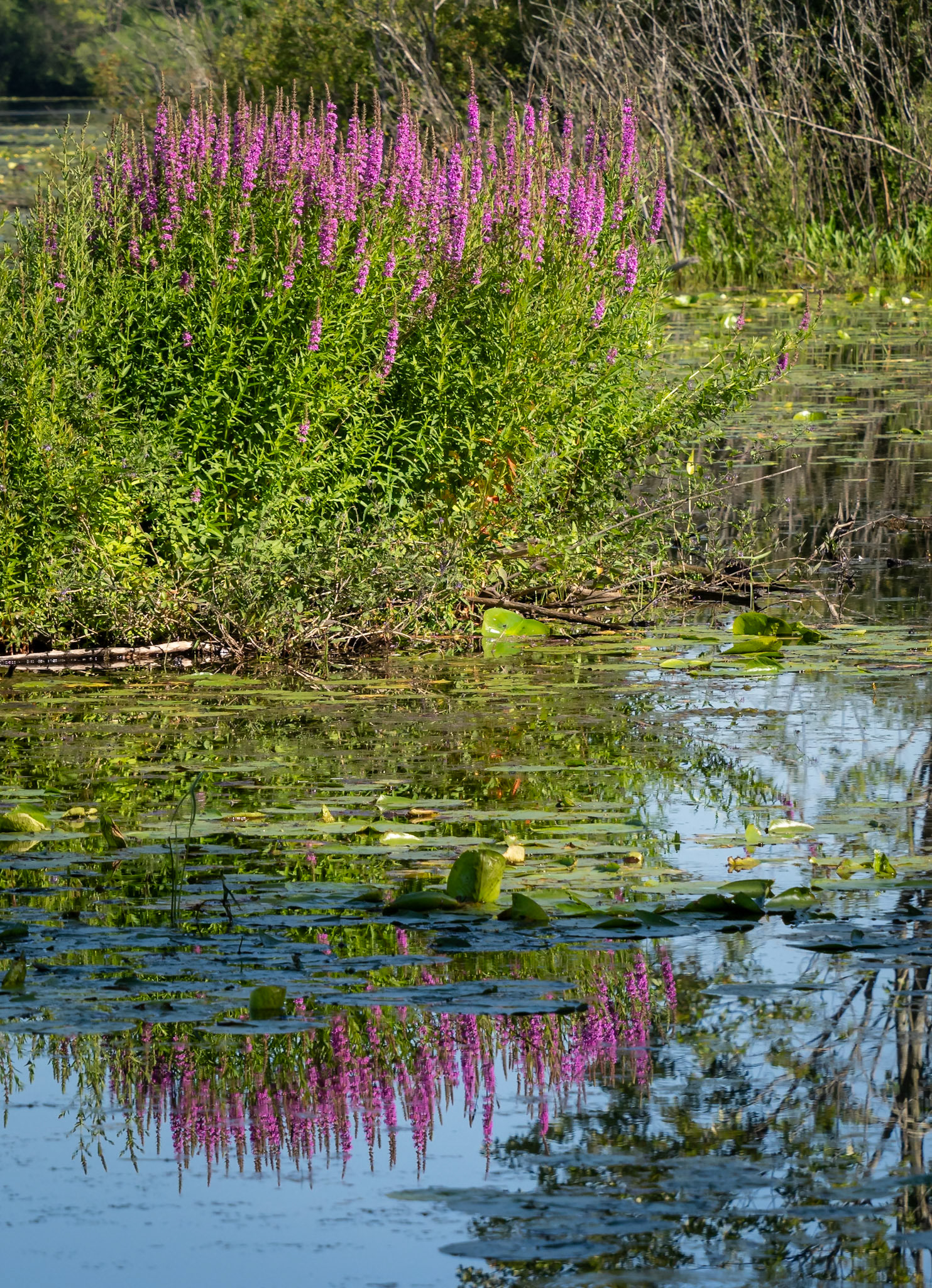 purple loosestrife