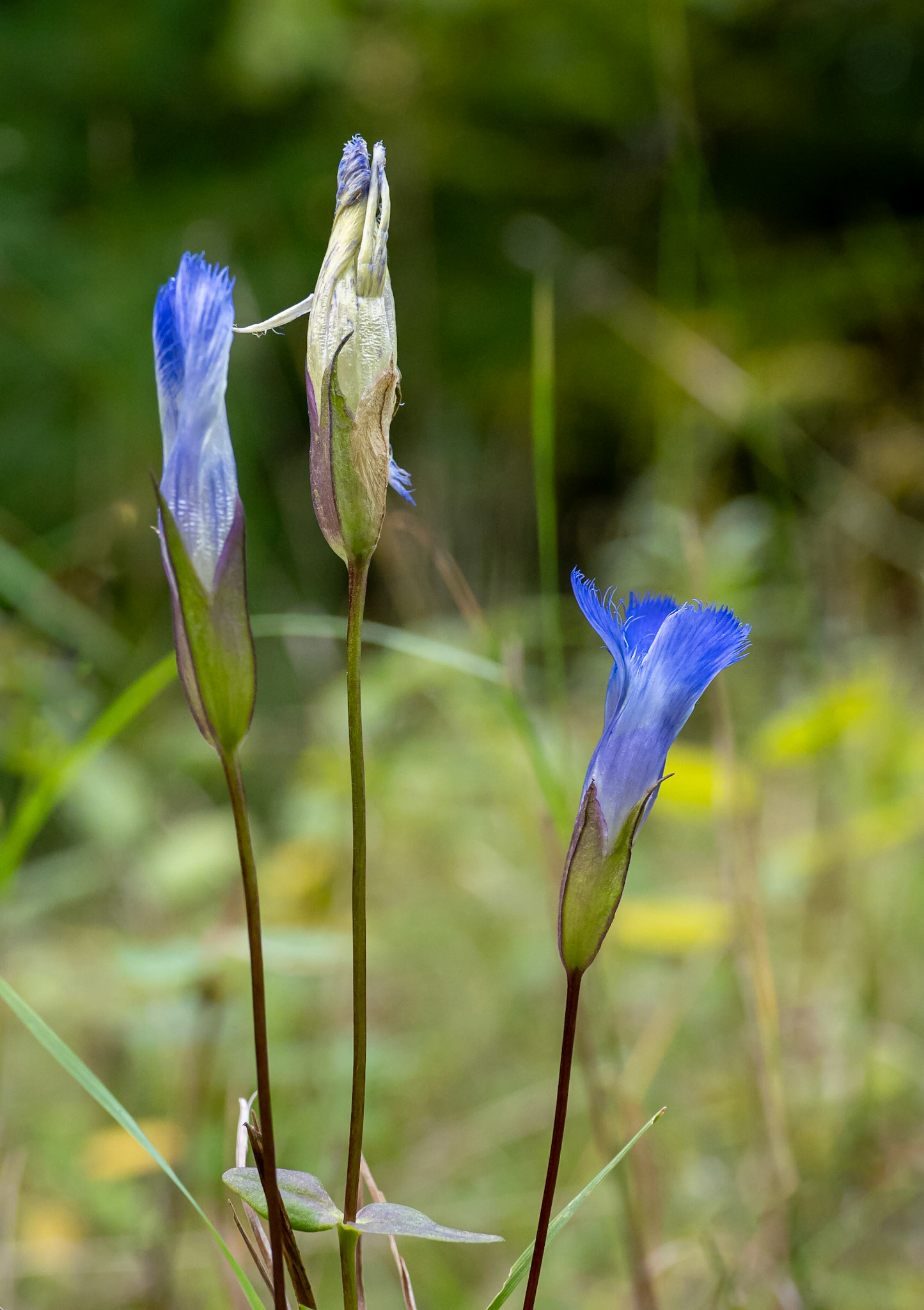 gentian