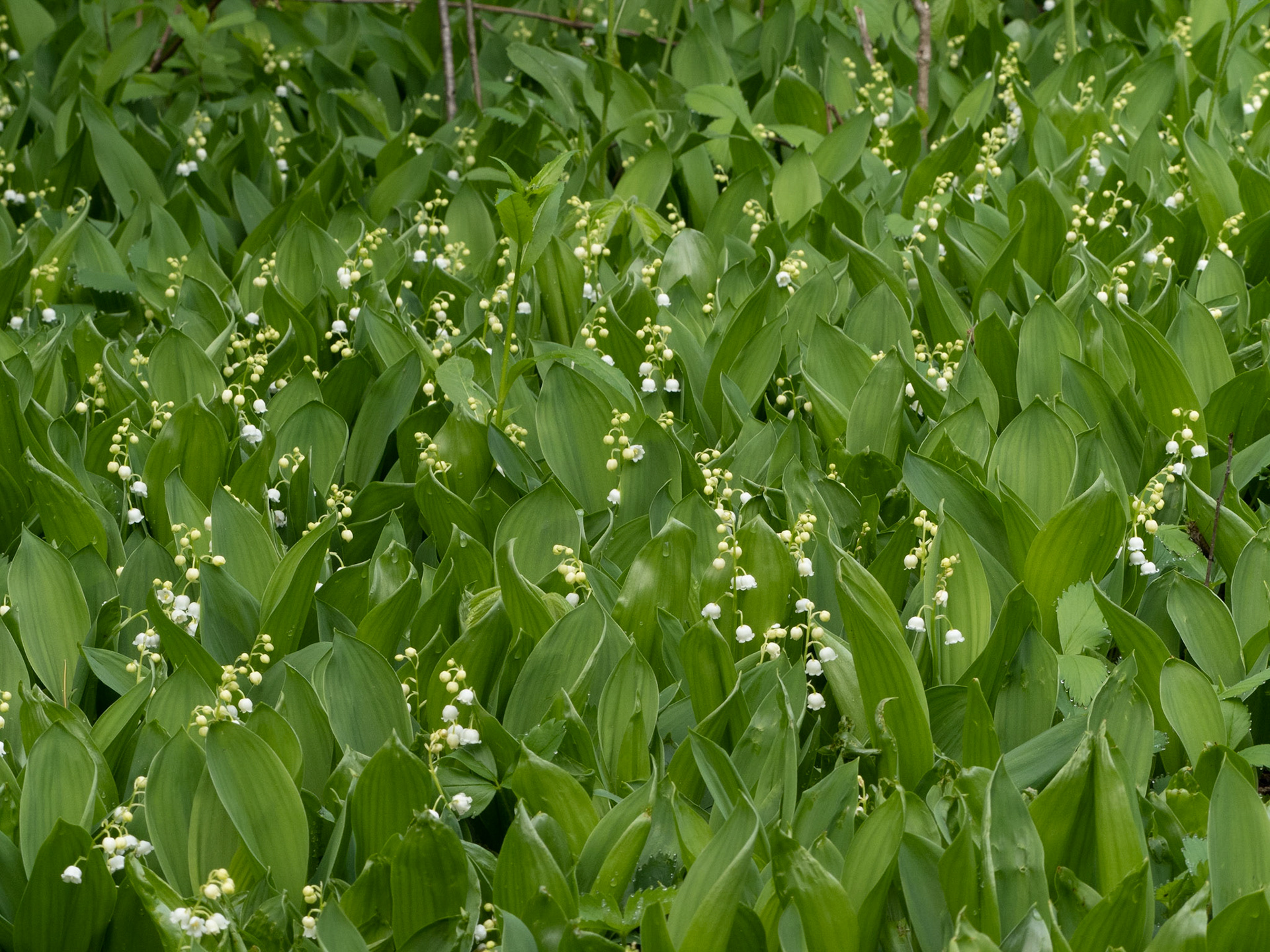 Lily of the Valley