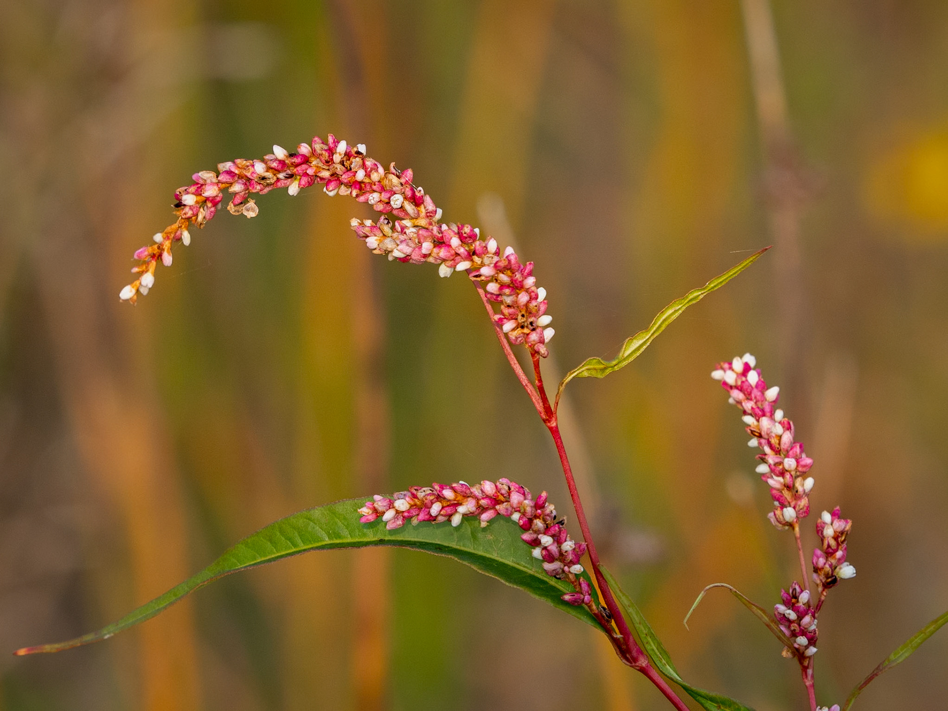 Pale knotweed