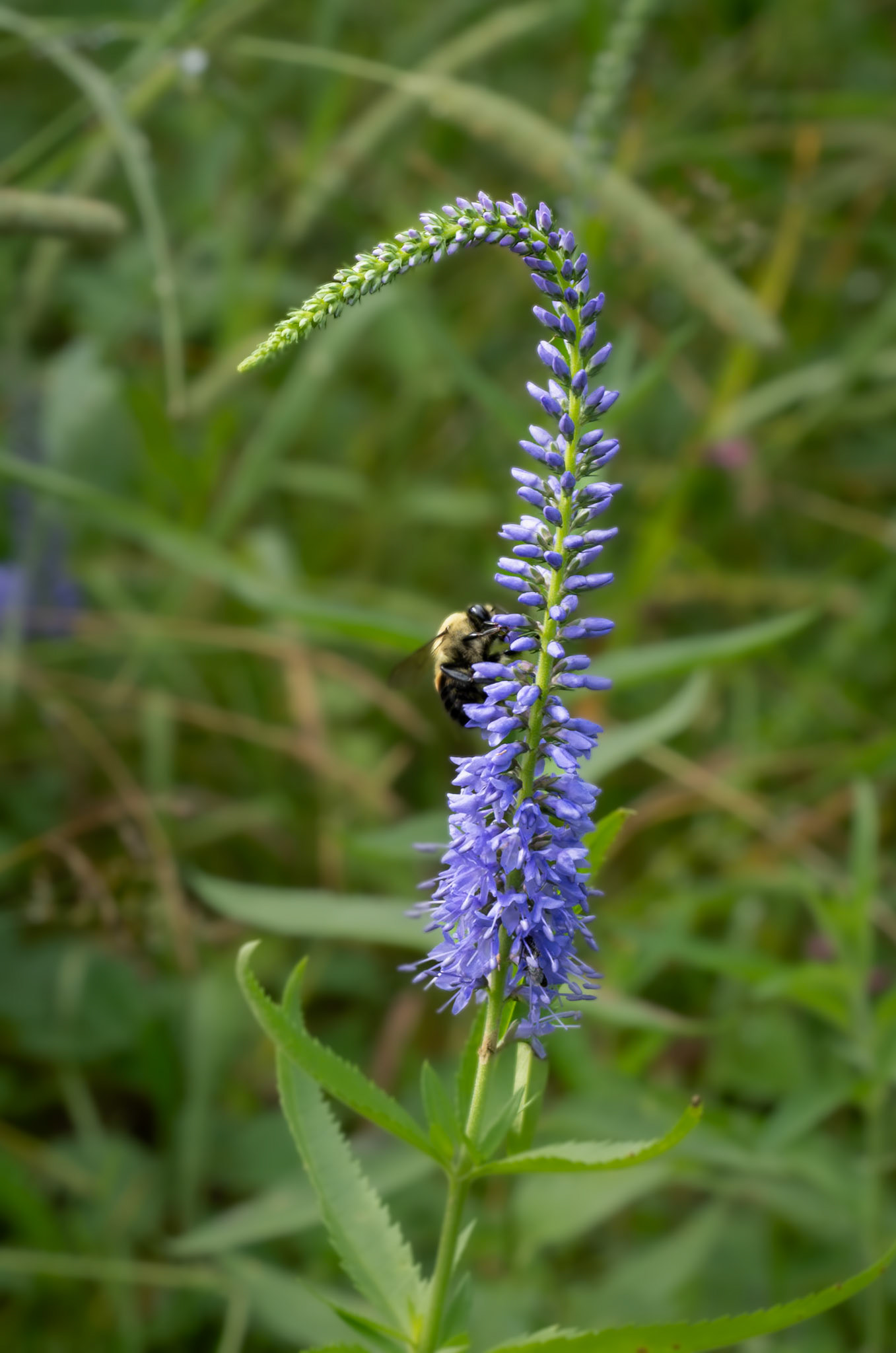 speedwell