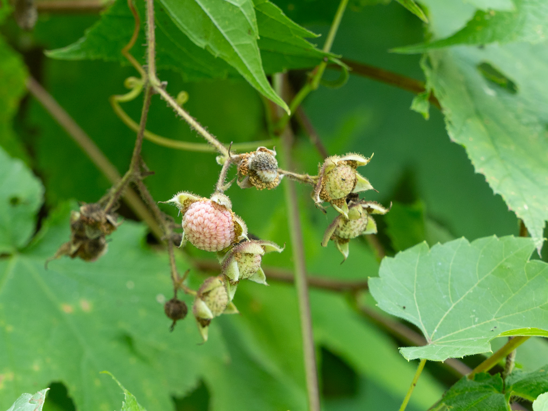 purple flowering raspberry