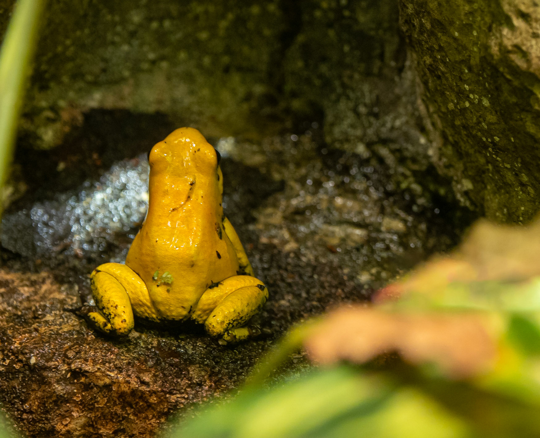 Poison dart frog
