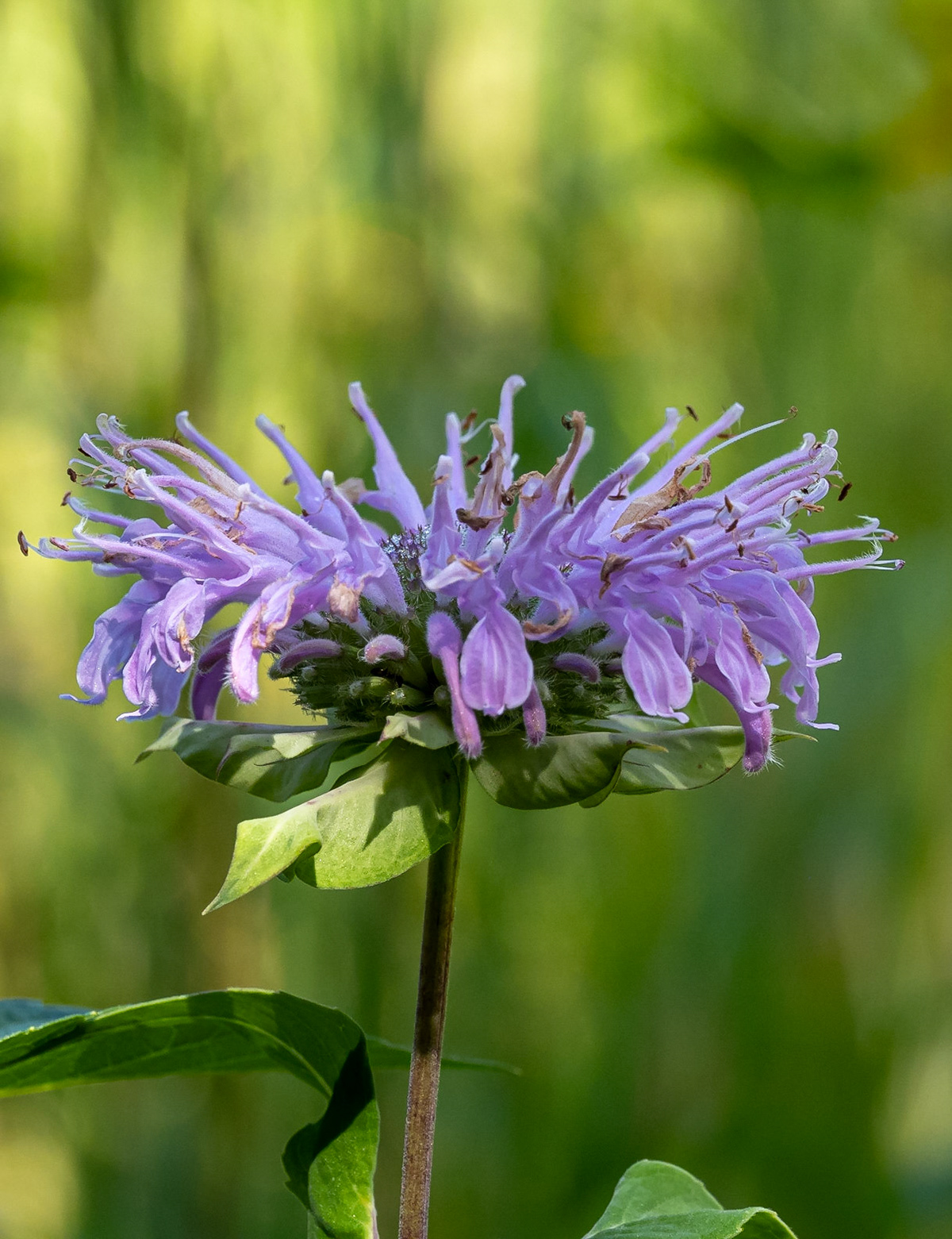 Wild bergamont