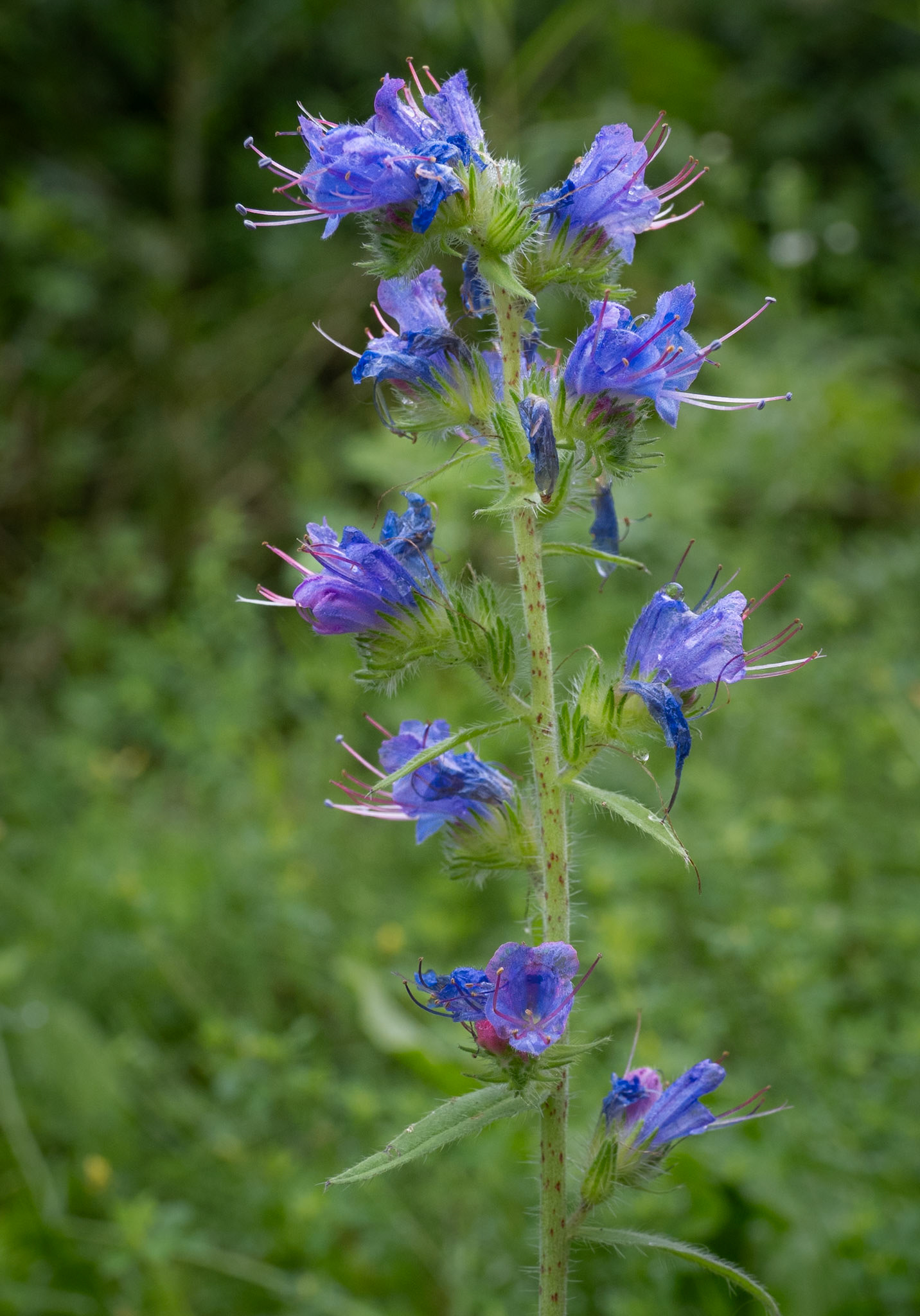 vipers bugloss