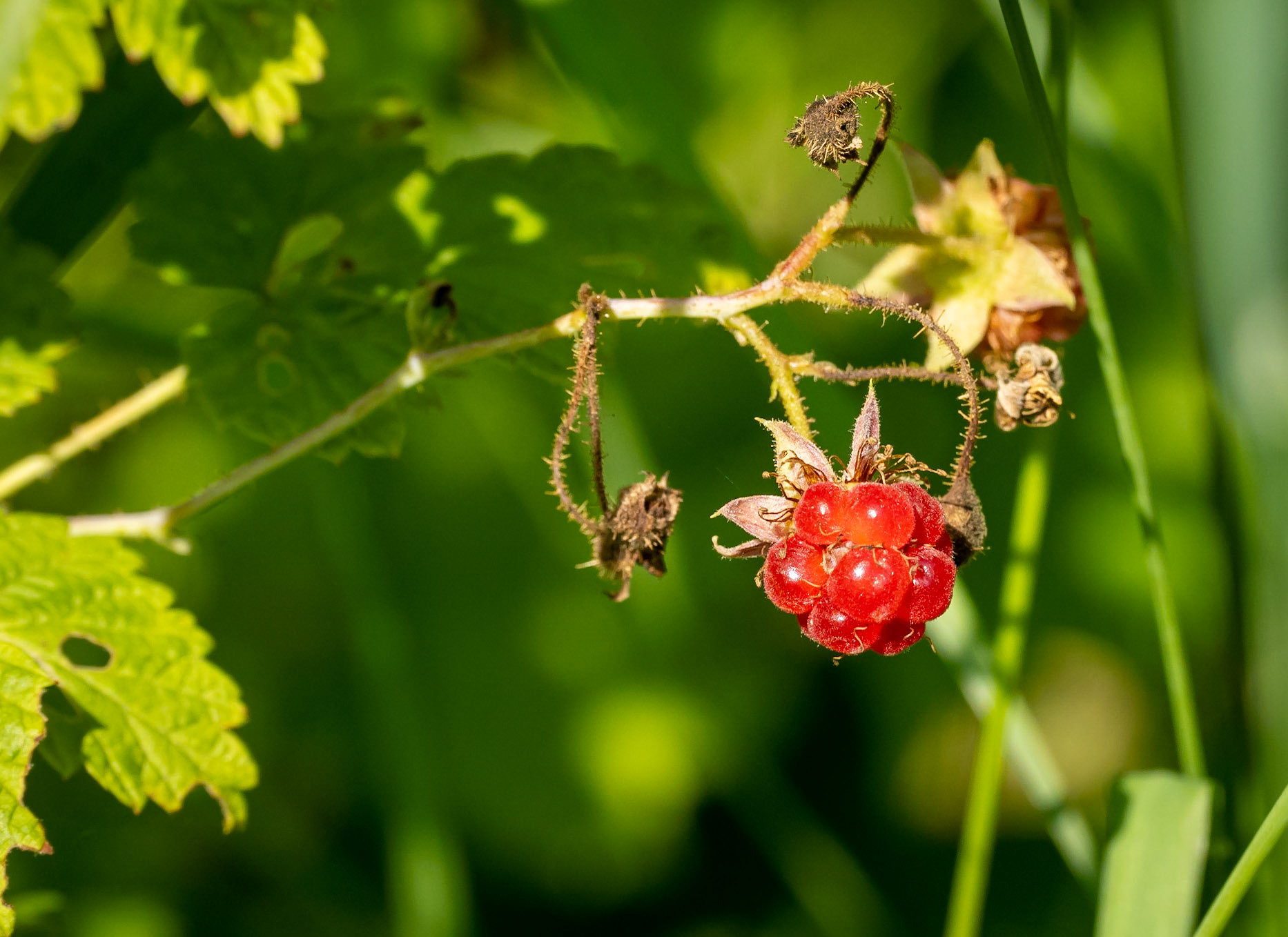Rasberry