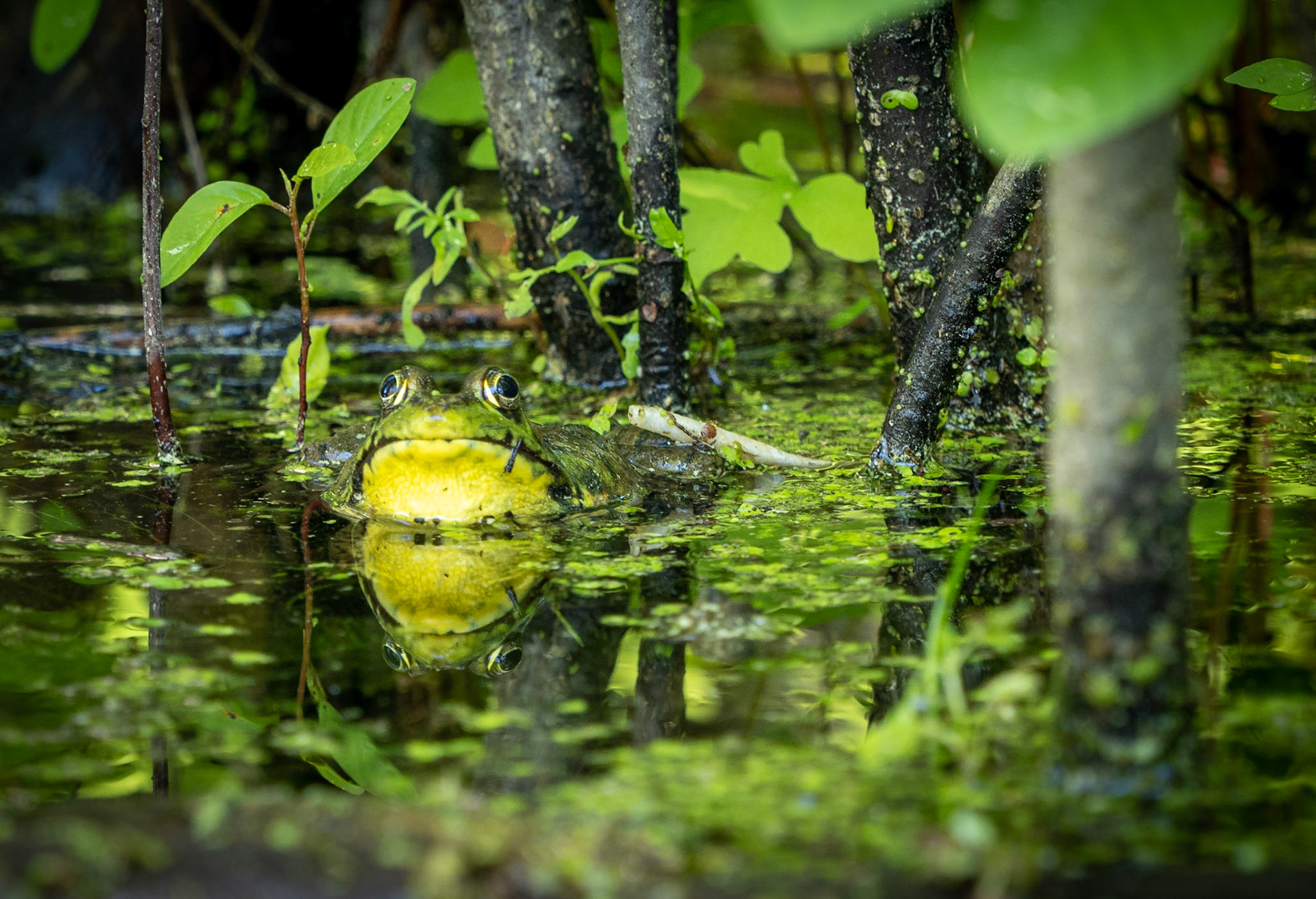 Bull frog