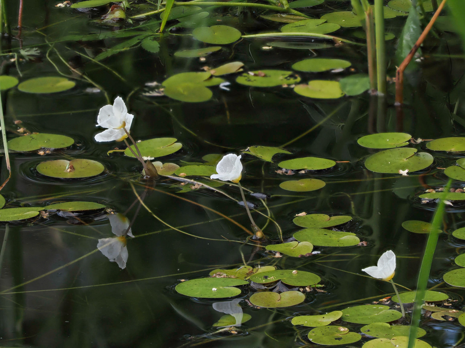 European Frog-bit (Invasive)