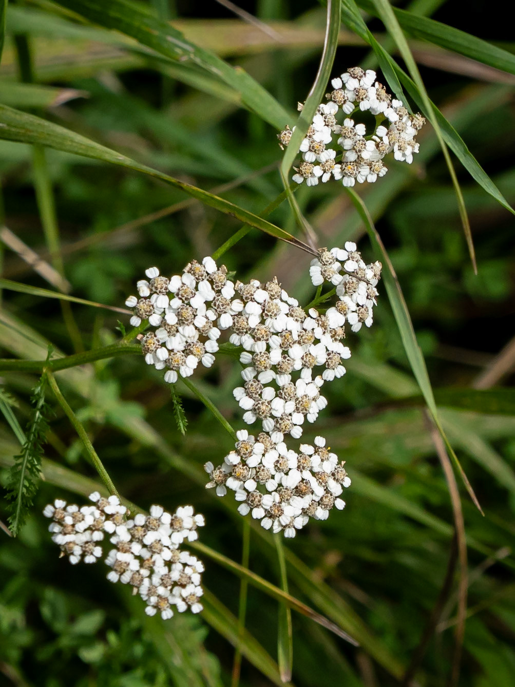 yarrow