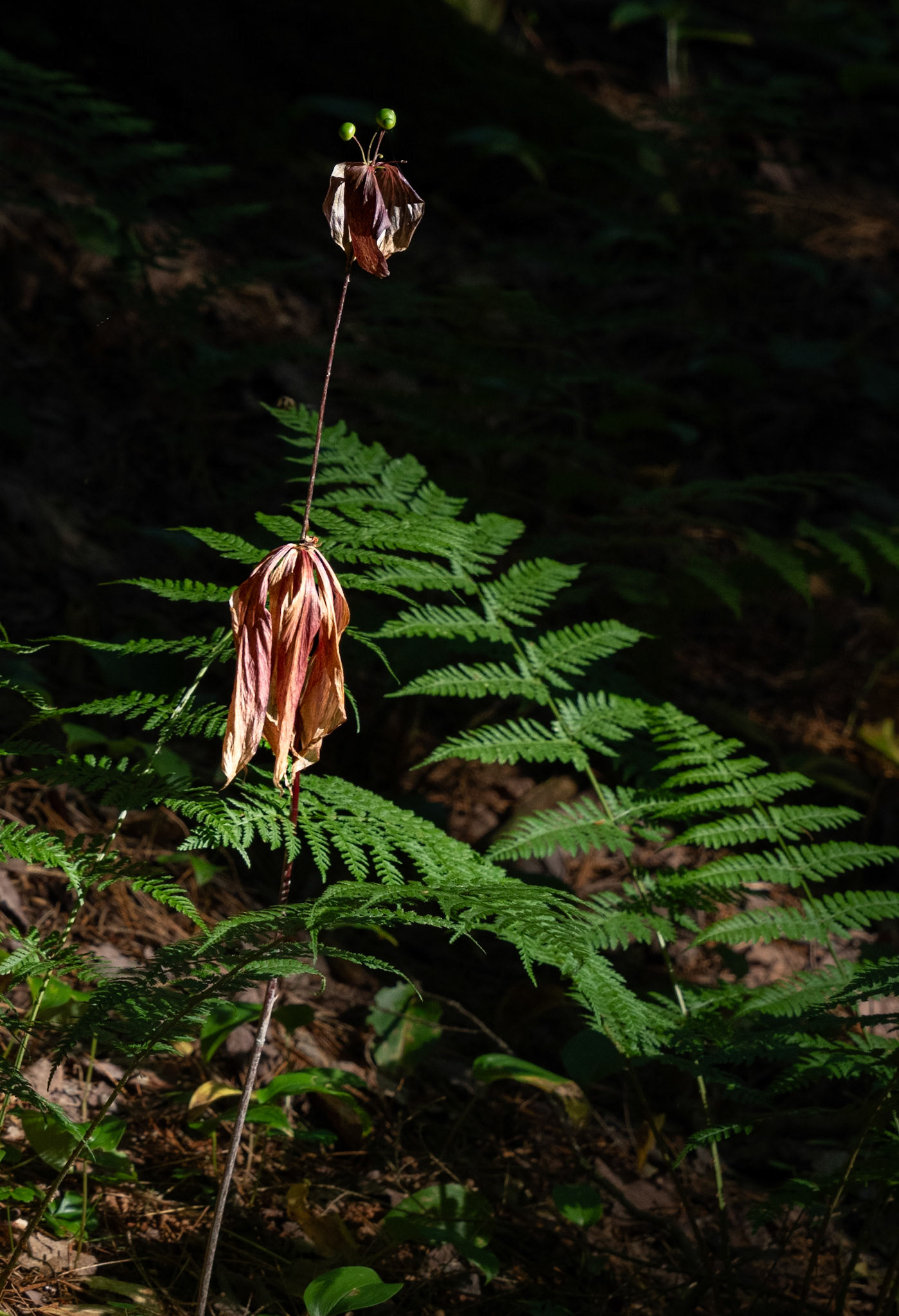 Clintonia