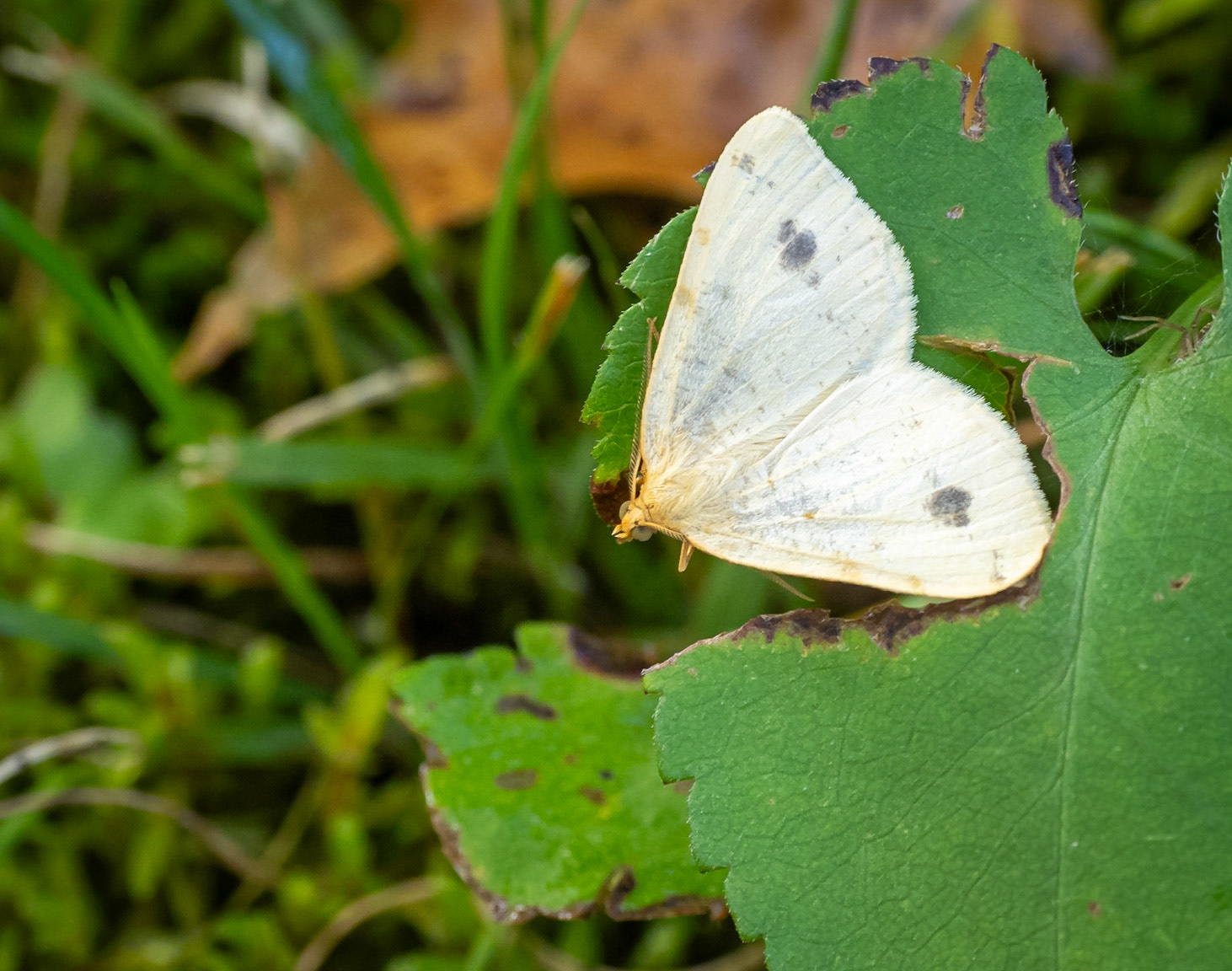 Currant Spanworm Moth