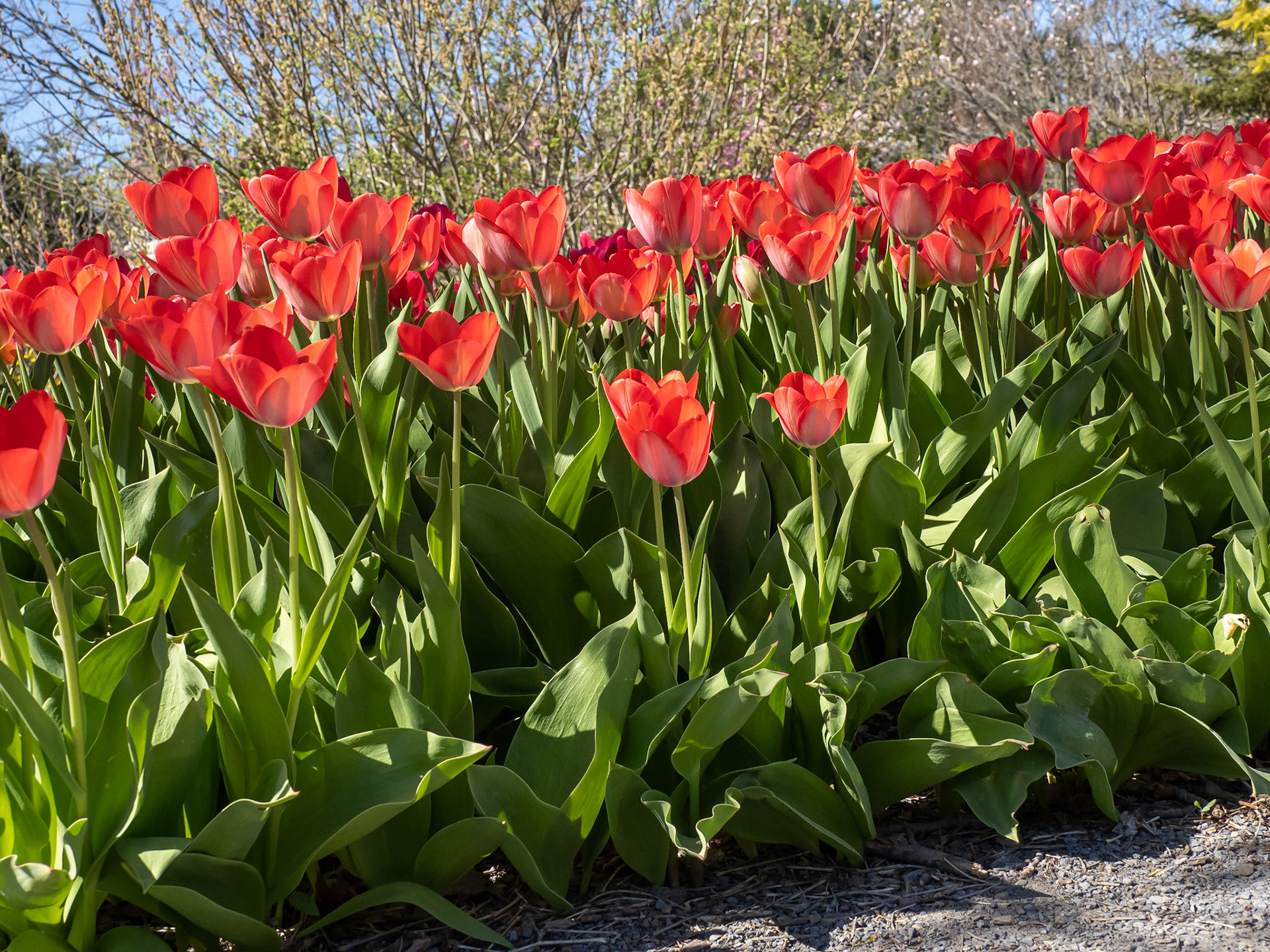 tulips