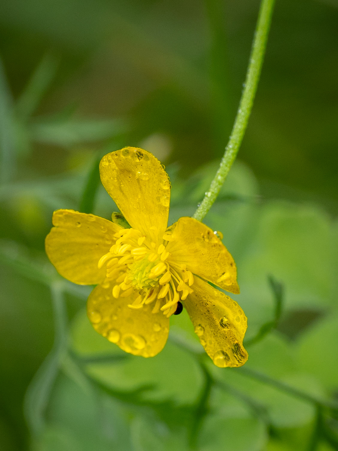 meadow buttercup