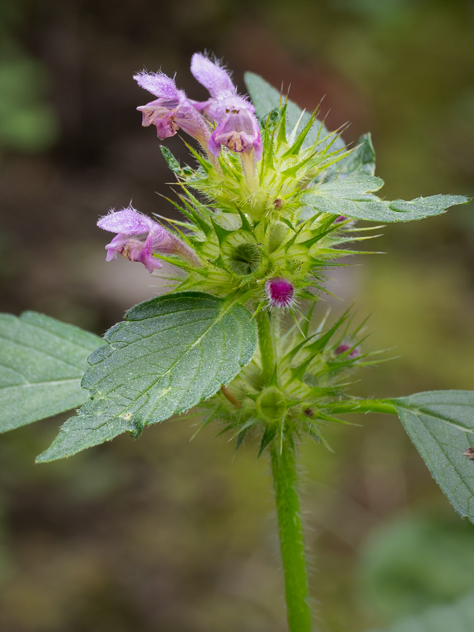 wild basil