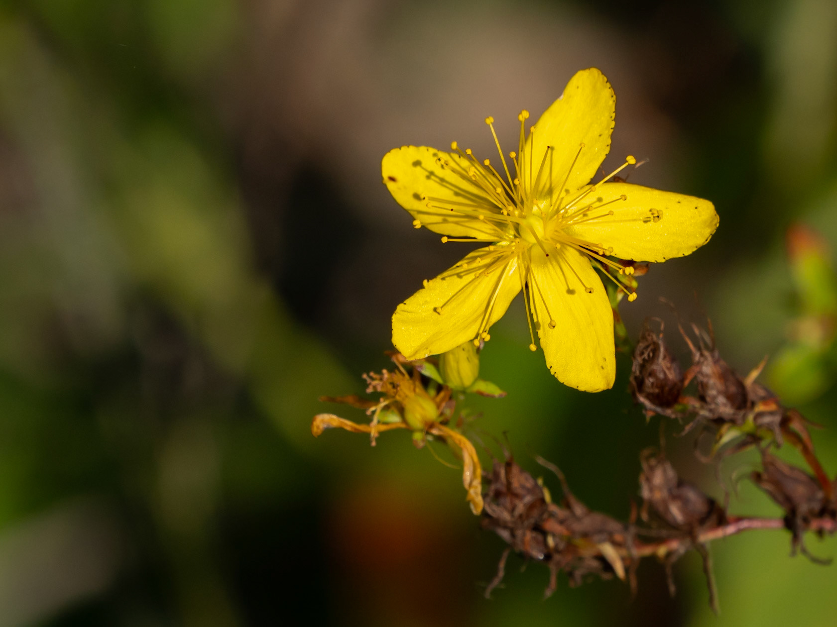 St John's wort