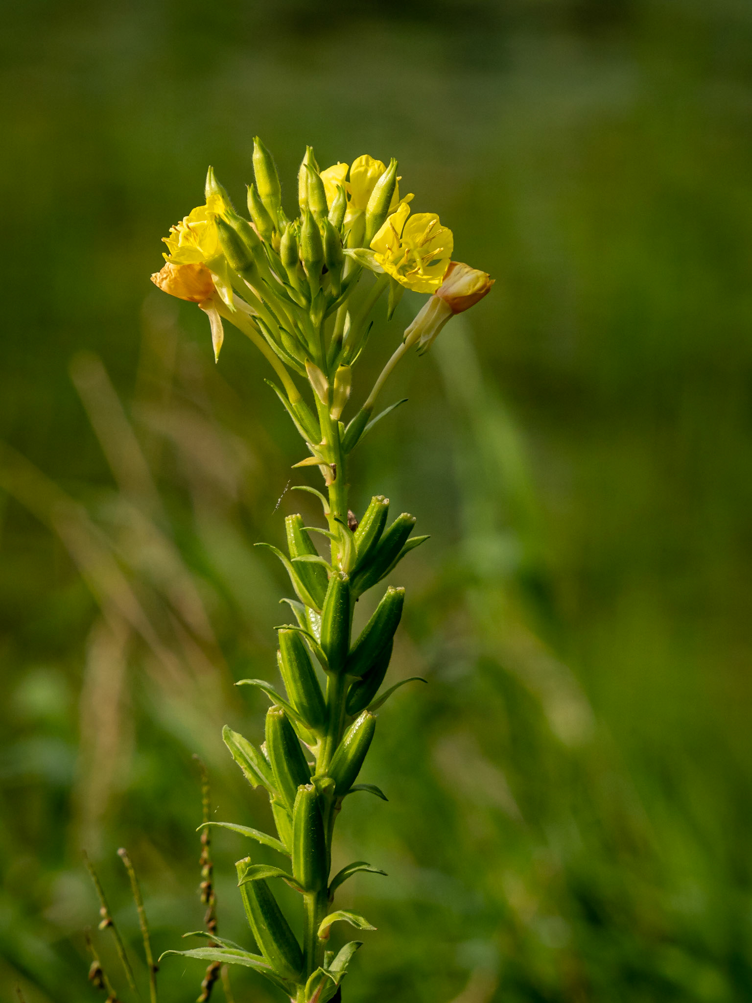 Evening primrose