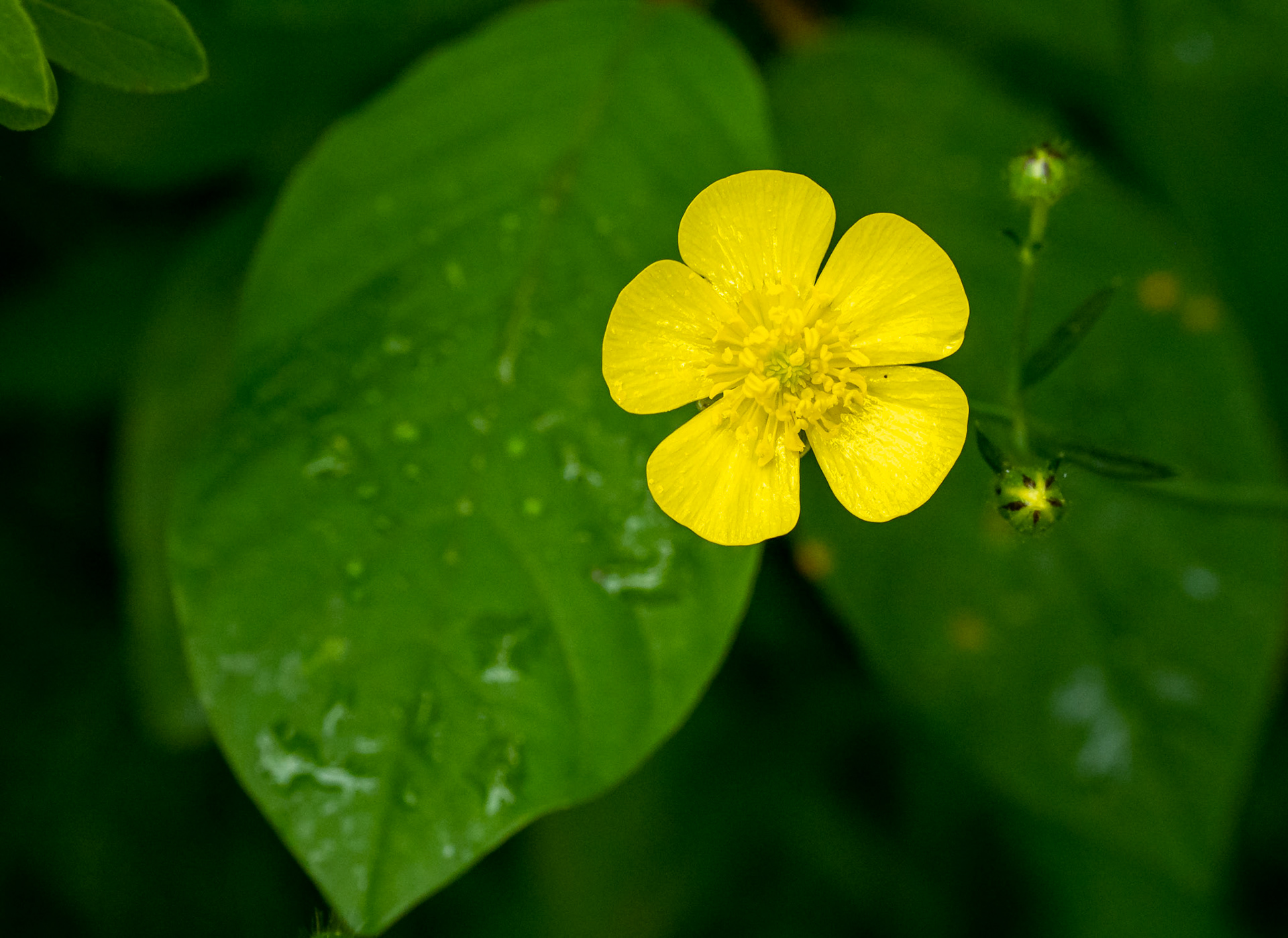 Buttercup