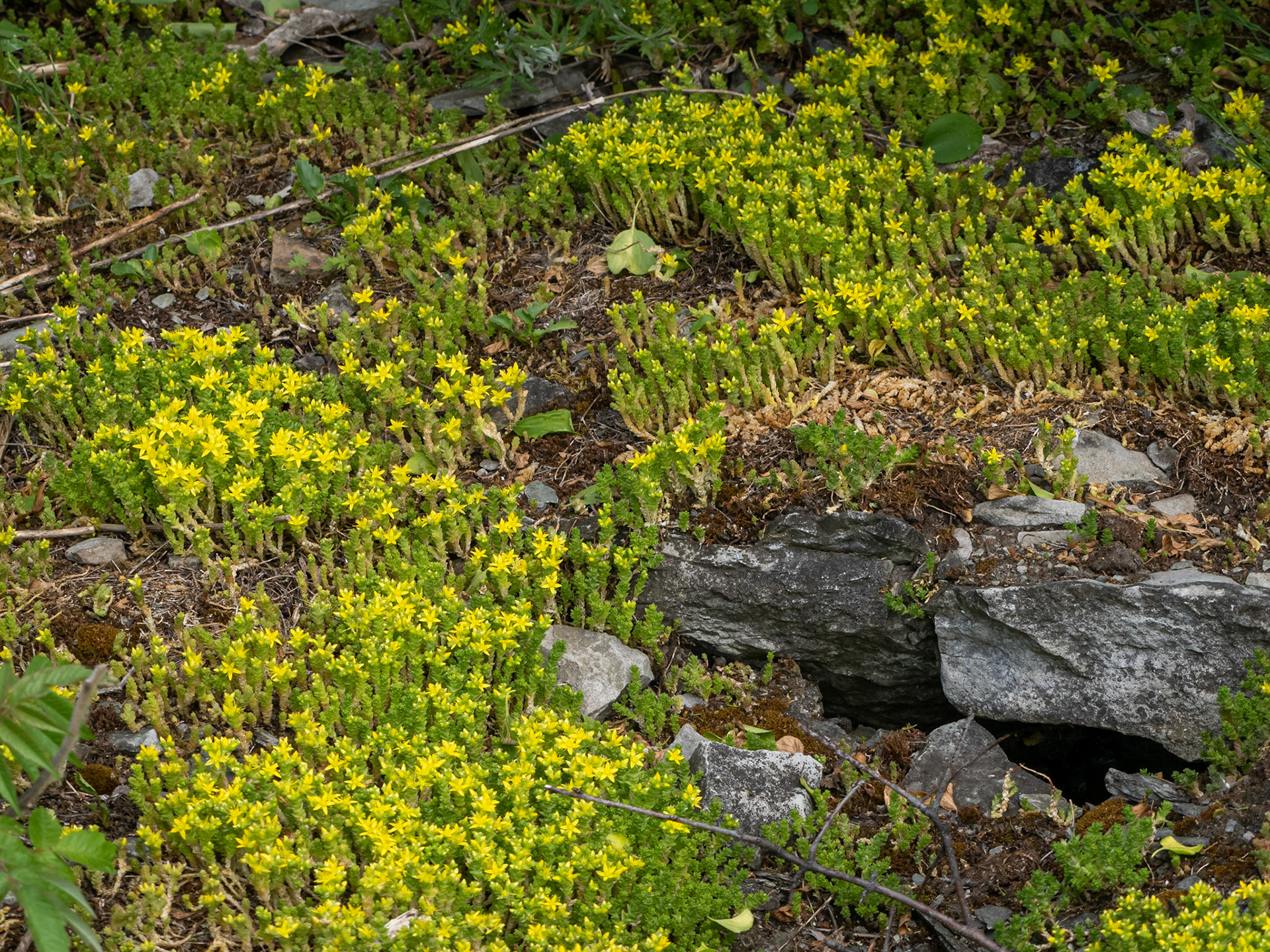 Stonecrop