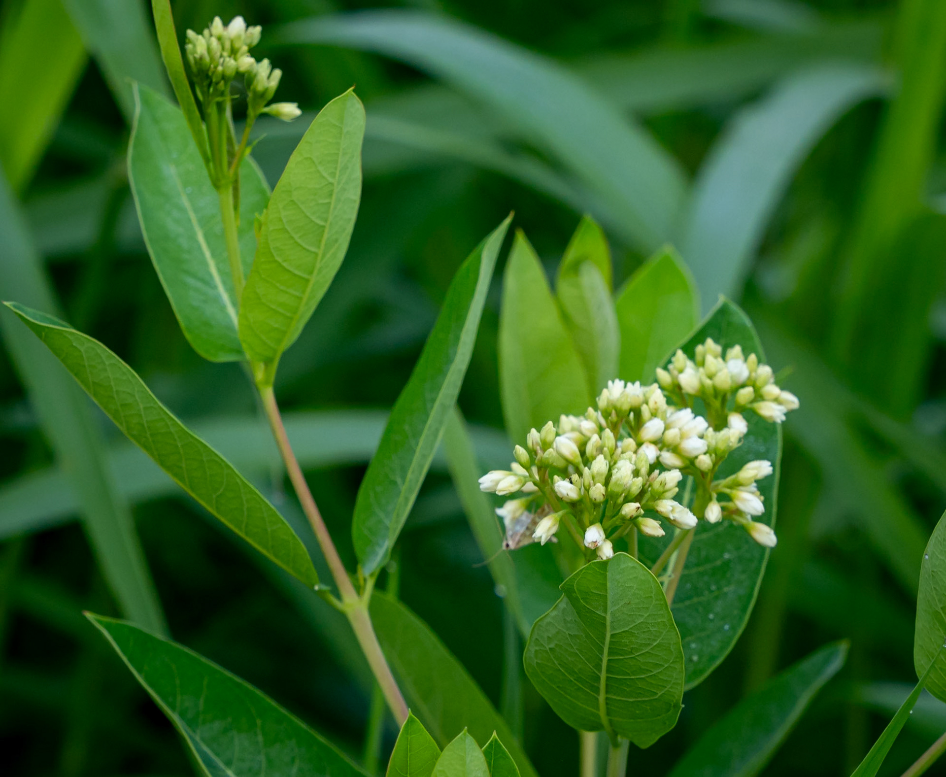 dogbane